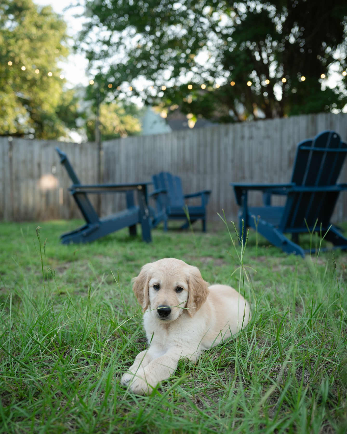 Introducing Teddy Trucks Ryan 🐶 Named after Dan’s favorite band, @tedeschitrucksband, we brought home our little guy Friday before our housewarming Saturday - 😅! Teddy’s strengths: cutest boy in the world, great sleeper, goofball. Weaknesses: chewing 🤪. Brace yourself for all the puppy content!