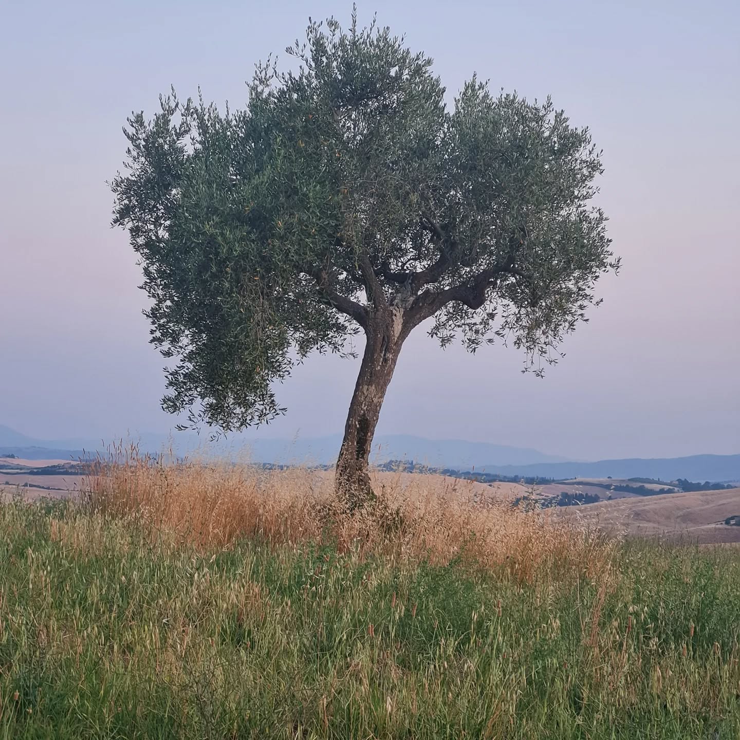Peaceful end of a beautiful day
#tuscany #olivetree #blessing #landscapes #tuscanylovers