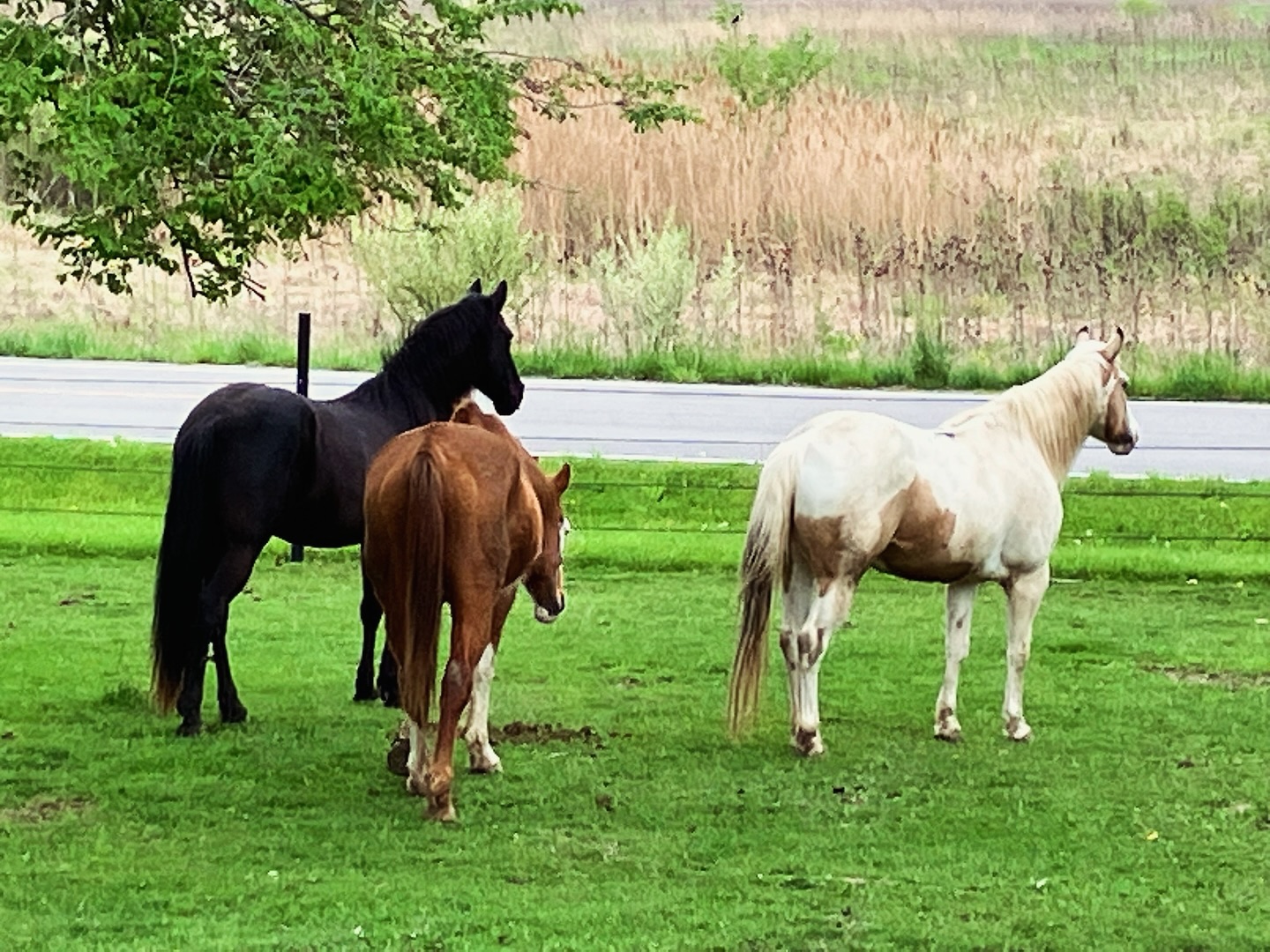 You’re the one who carries it all.
You feel the energy in the room shift. You hold space for everyone else.
And now… you’re tired.
But how do you put that into words?
You don’t want to fall apart.
You want to reconnect with you again.
🦄 The horse sees beneath the surface.
She holds space without agenda.
He reflects the parts of you that are ready to come home.
Horses Healing Humans™ is for the feelers, the healers, the empaths, the ones who know there’s more. Come see what happens when a horse helps you remember who you are.
#HorsesHealingHumans #ForTheEmpath #HealingWithHorses #QuantumSupport