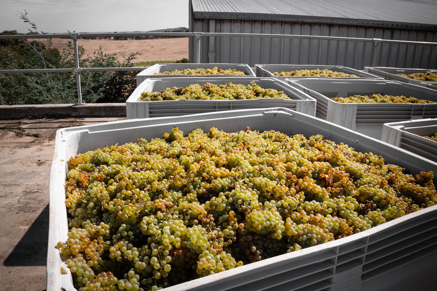 Every bunch you see here was grown, picked, and handled on-site. Estate-grown means just that; every decision made in the vineyard carries through to the glass.
.
.
.
.
.
.
#macedonrangeswine #visitmacedonranges #macedonrangesnaturallycool #visitvictoria #daylesfordmacedonrangestourism #daylesfordmacedonranges #daylesfordmacedonlife #lancefield #cobaw #explorevictoria #countryvictoria #macedonranges #granitehills #granitehillswinery #victorianwine #wineaustralia #macedonrangeswinerya