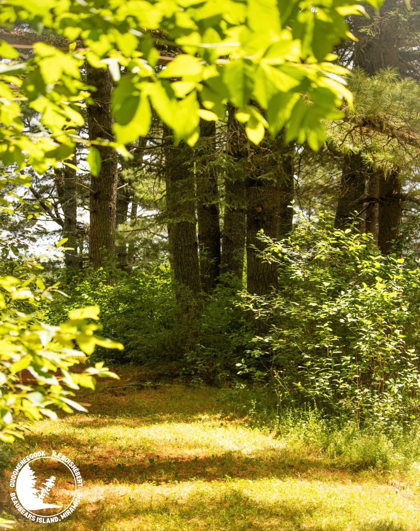 Exploring the Miramichi Region? 🌿 Step off the beaten path and #ExploreBeaubearsIsland! 🦫
History buff? Nature lover? Adventure seeker? Beaubears Island has something for you! 🌲🌊 With 6km of walking and hiking trails, unbeatable views of the Mighty Miramichi River, and rich Mi’kmaq, Acadian, and shipbuilding history, Beaubears Island is your MUST VISIT location this summer! 🥾🏞️
Start your journey at the mainland Interpretive Centre, where engaging exhibits bring the past to life, then take our on-demand ferry to discover the island’s beauty for yourself!
What are you waiting for? #ExploreBeaubearsIsland this summer! 😉🦫
📍 35 St. Patrick’s Drive, Miramichi, NB
Discover Miramichi
#ExploreBeaubearsIsland #Miramichi #NB #DiscoverMiramichi #ExploreNB