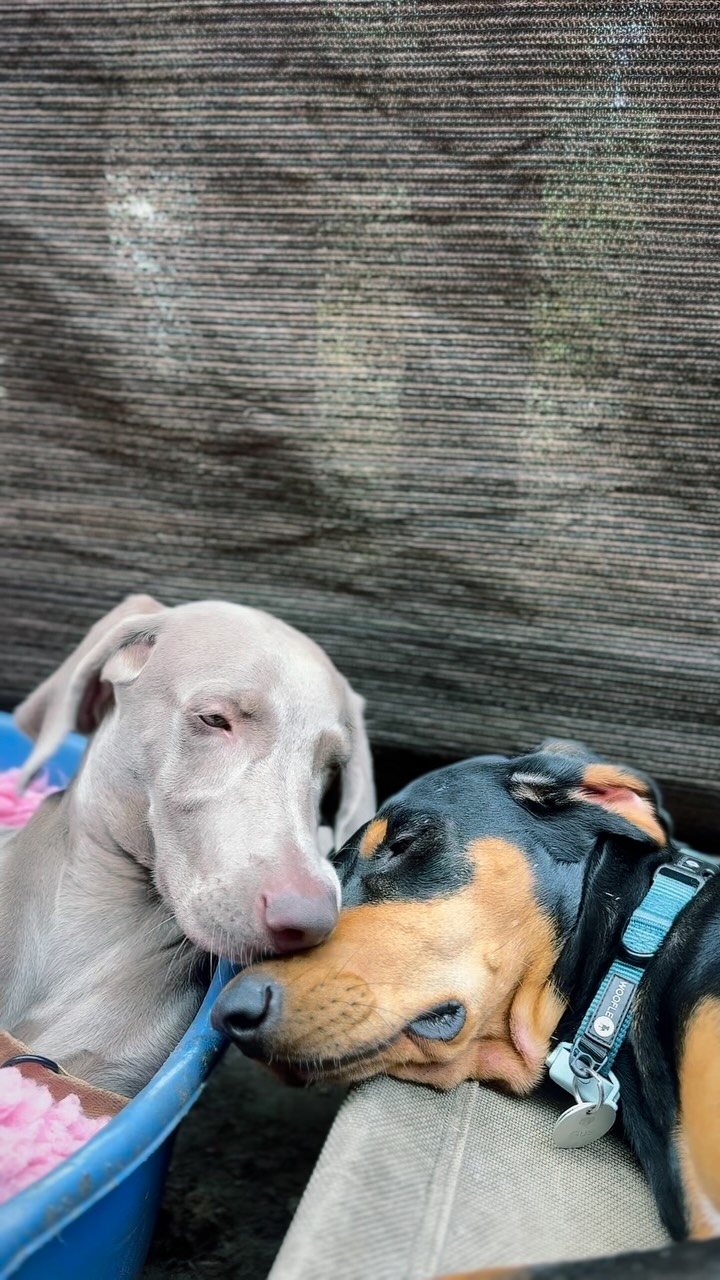 LOVE ♥️
#doglove
#dogscuddling
#doghug
#dogslife
#dogfriendship
#dogromance
#doglibrary