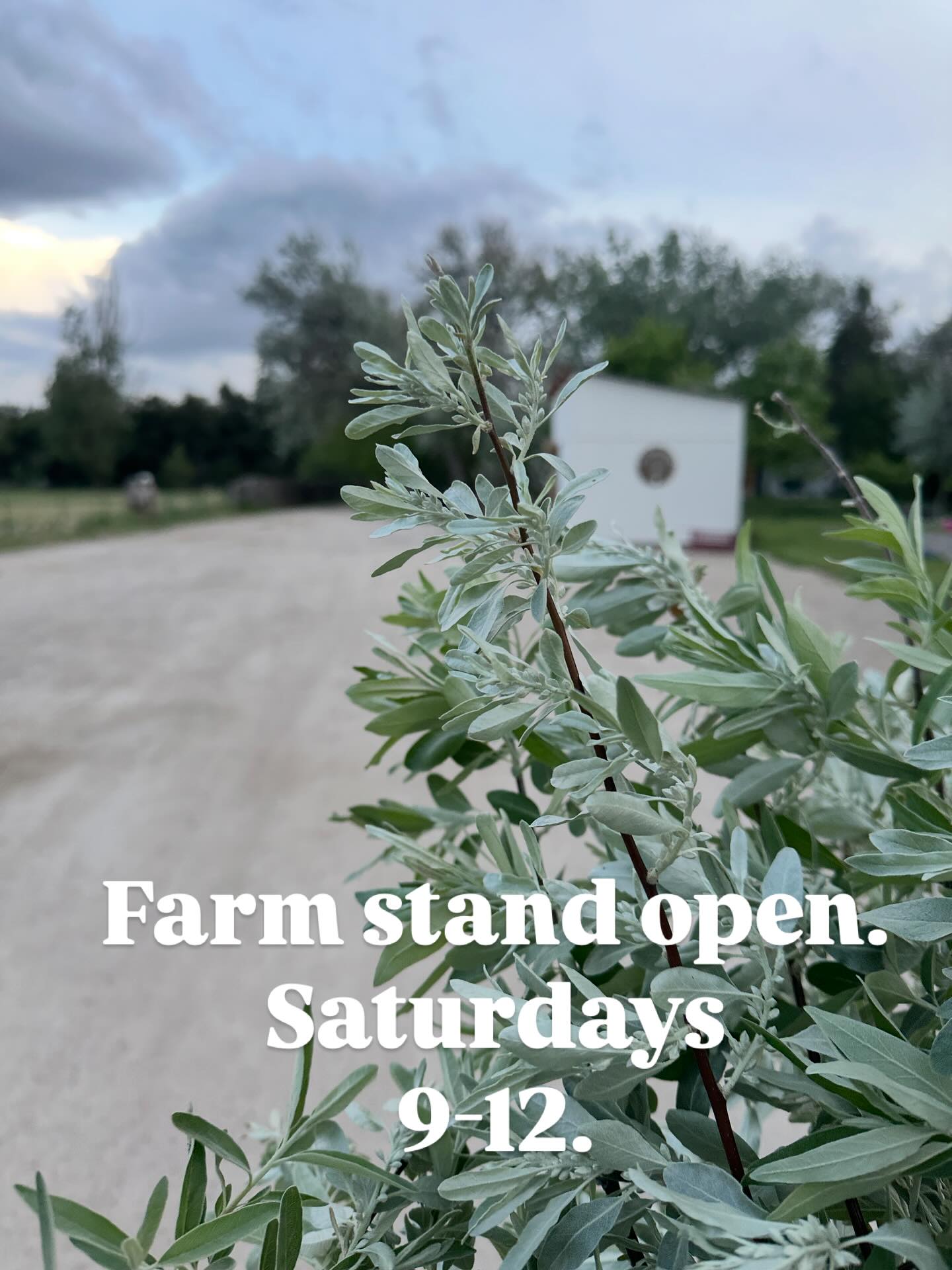 Incase you didn’t get the memo we are open for the season! Every Saturday 9-12.
We have: flowers, sourdough, herbs
@rebel_microgreens for micro greens.
@homeboundcandleco candles
@julieyarringtonpottery pottery
And more!
See you tomorrow!