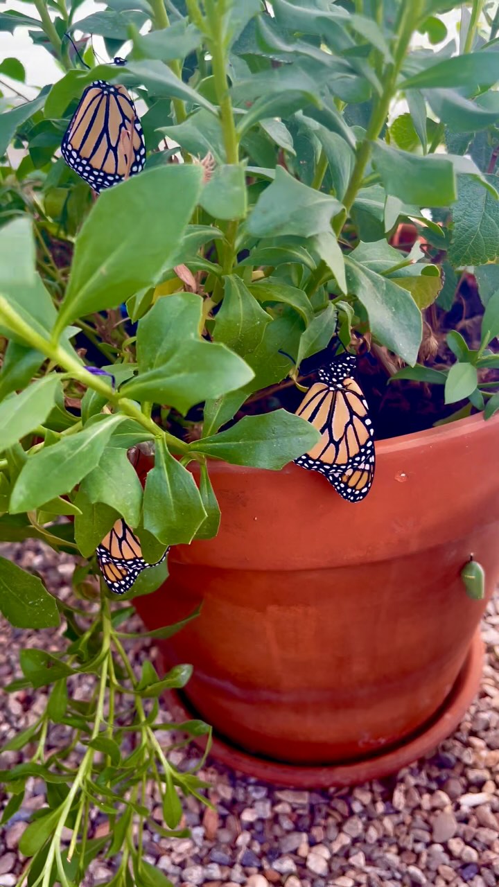 🦋✨Freshly emerged Monarchs drying their wings in the sunshine 🌿💧
It’s a magical moment every time—watching them hang gracefully as they prepare for flight. Nature’s transformation never gets old. 💛🧡
#MonarchButterfly #ButterflySanctuary #Blackborg #ChrysalisToWings #ButterflyLove #PollinatorGarden #NatureMagic #ButterflyRelease #MonarchsInTheMaking #ButterflyTransformation