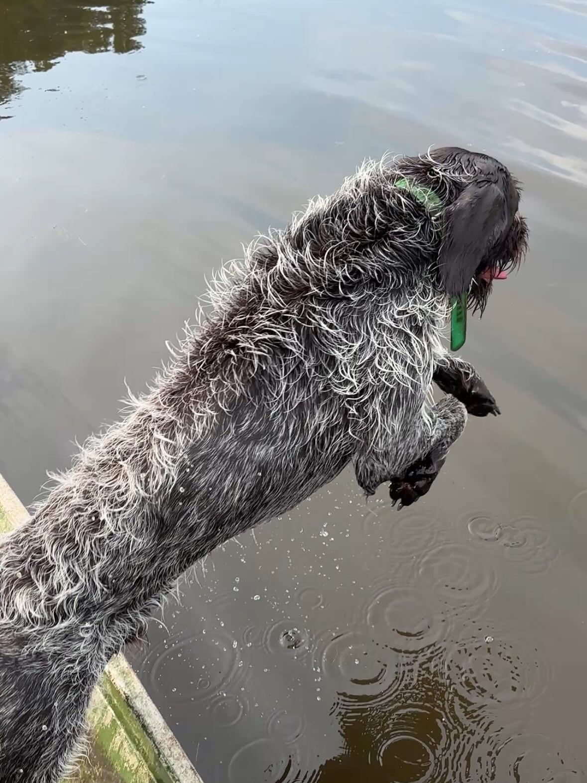 Daily dips are part of the schedule nowadays. Place training in a hunting situation, land or water, always part of the practice.
.
.
.
#schillingsgundogs #schillingsgundogstraining #sgdtraining
#uplanddogtraining #uplanddogtrainer
#gundogtraining #gundog #birddogtraining #birddog #retriever #retrievertraining #obediencetraining #schillingsgundogsobedience #sgdobedience