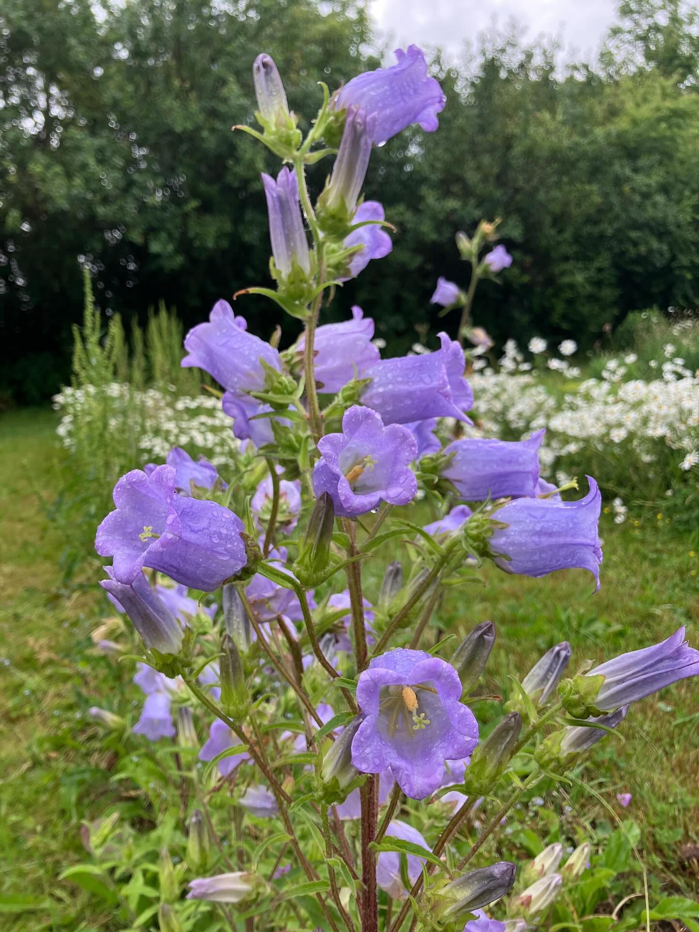 Marieklokkerne blomstrer nu! 💦🥳💕🦋☔️
De er årets ‘på prøve’, da vi håbede de vil blomstre lige præcis nu, hvor ranunklerne har takket af og mens vi venter på sommerblomsterne og dahlierne. Og den timing ser ud til at passe. Jeg får lyst til at kalde dem Camilla Marie Klokker, for i morgen er det Camillas fødselsdag 🥳🌸💕
#blomster #plukselv #plukselvblomster