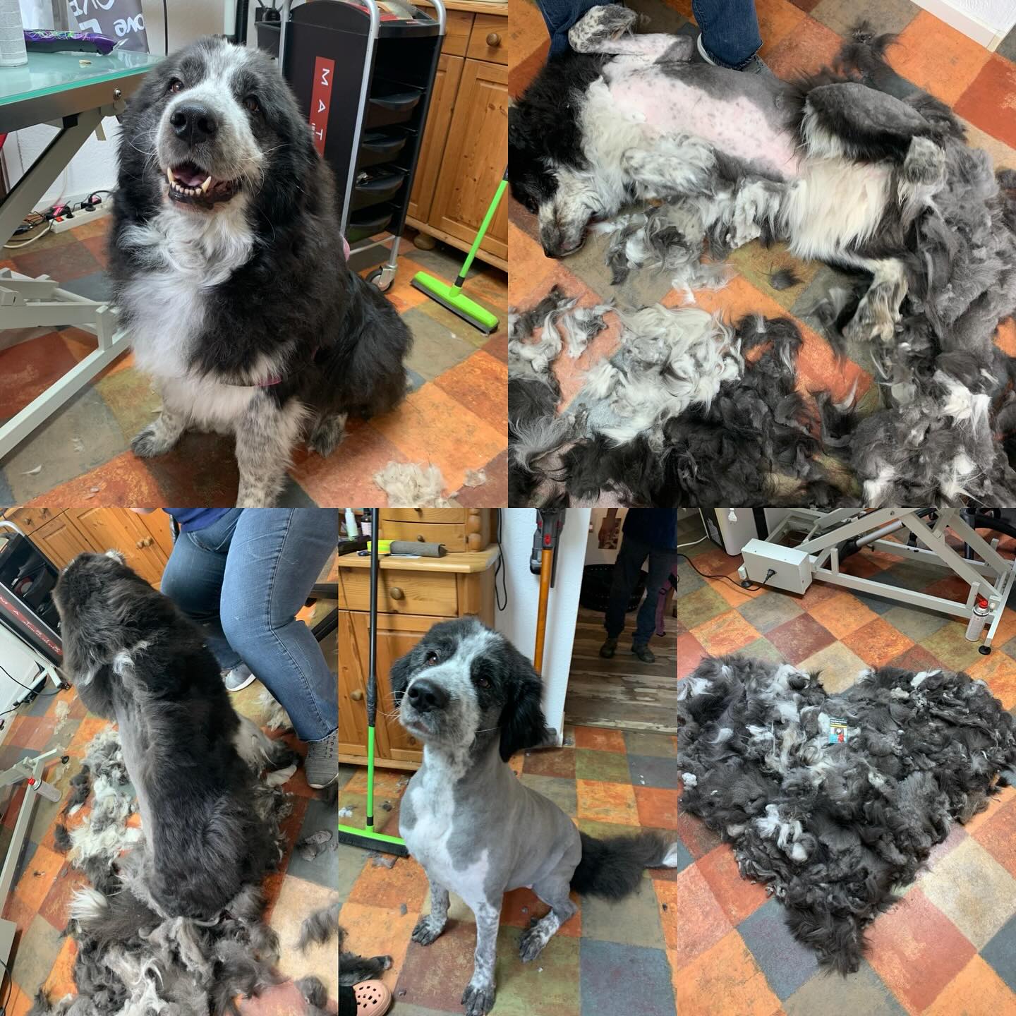 Medizinisch bedingter Kurzhaarschnitt XXL 💪😅👍 Maggie, die betagte Neufundländer-HSH-Mischlingsdame mit ihren zarten 45kg hat’s einfach tiefenentspannt genossen. Sie ist jetzt gefühlt 5kg leichter… 😅 …sieht man die Zigarettenschachtel? 😆
#Hundepflege #HundepflegeXXL #Neufundländer #Herdenschützer #Tierschutz #Herzensangelegenheit #hundegesundheit #hundesalon #fellblick #schopfloch
#filz #Filzschur