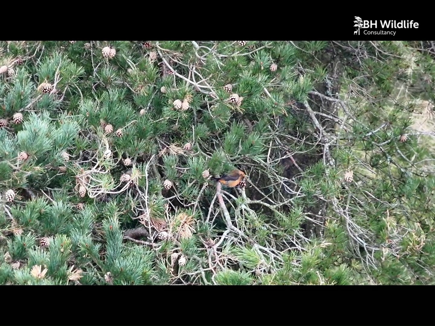 During recent bird surveys, we captured this pair of Crossbills expertly using their uniquely adapted bills to extract pine seeds. Scotland is home to an endemic species (the Scottish Crossbill) but distinguishing it from the similar Common and Parrot Crossbills can be challenging. Reliable identification typically requires analysis of vocalisations and bill measurements.
For more information on our bird surveys please visit our website.
#crossbills #scottishcrossbill #BirdSurveys #ornithology #wildliferesearch #ukbirds #conservationscience #bhwildlifeconsultancy #NatureMonitoring #fieldecology