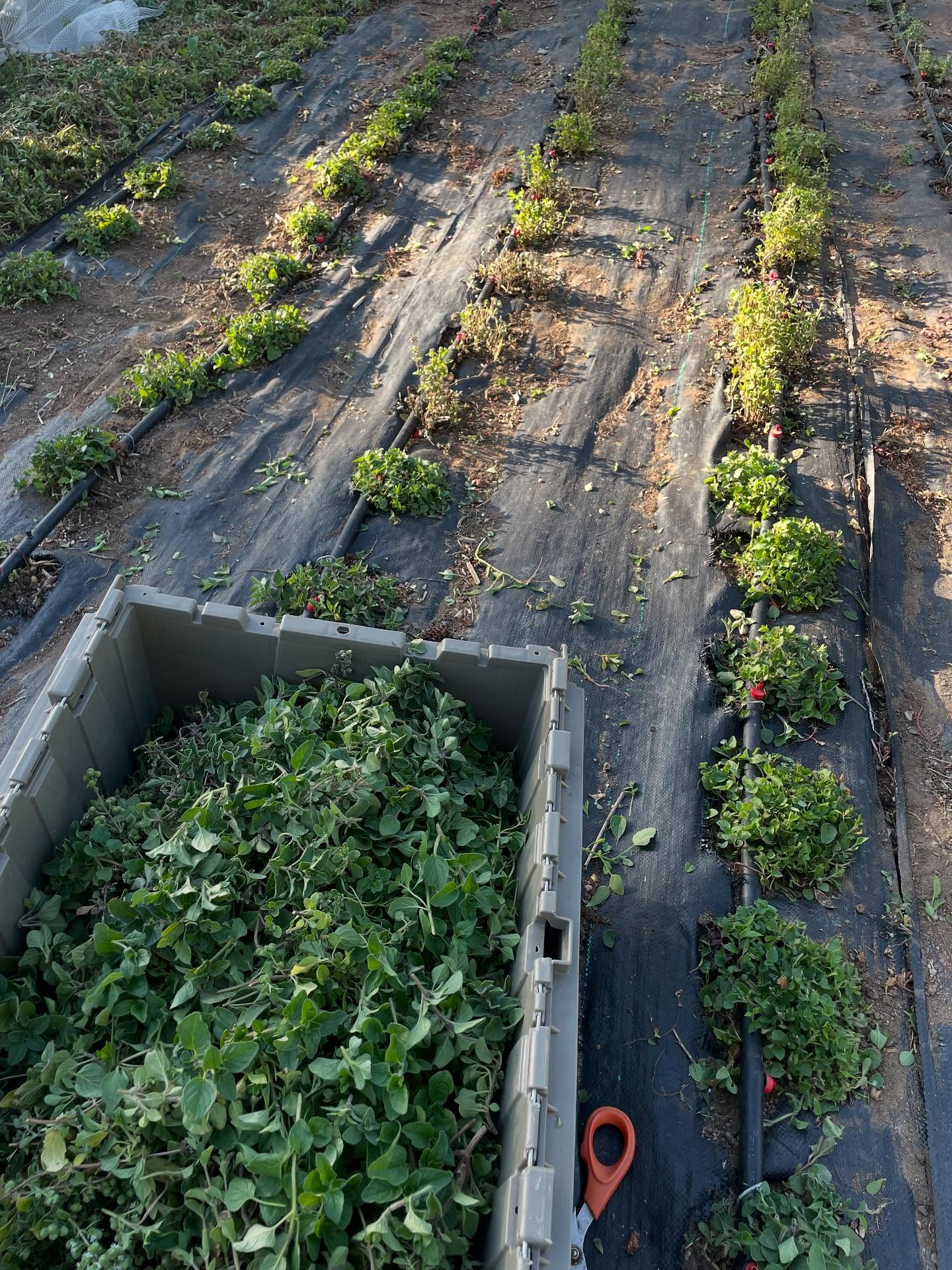 Harvesting zaatar! There was already a great harvest this early in the season. The plants are probably doing better than they I’ve in years past.