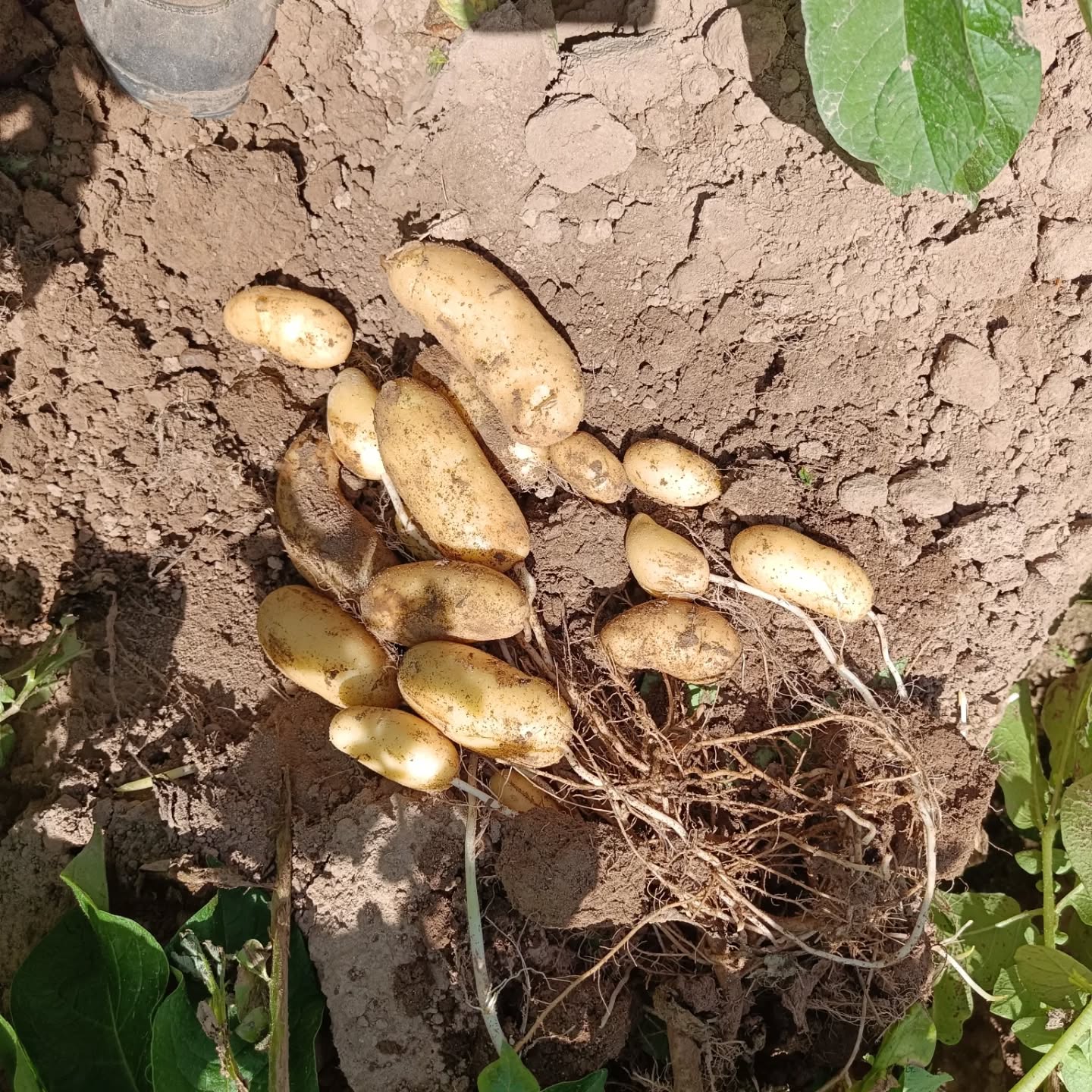 Les pommes de terre profitent du soleil cette année, du nombre au pied !
Ici la variété Élégante 🥔