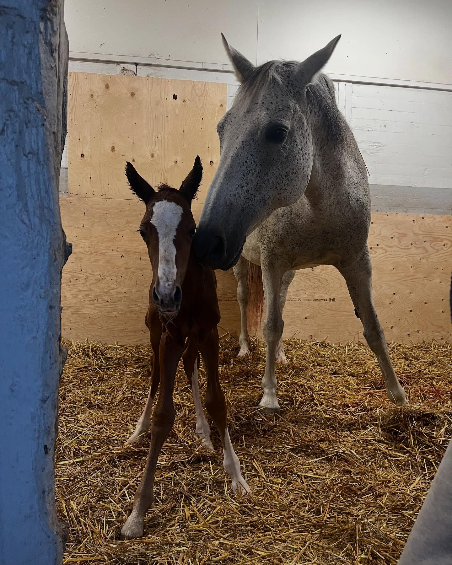 Nu är han här och han är alldeles perfekt 🤩 ♥️
Misty är en så fin mamma och gör ett perfekt jobb 🥰
