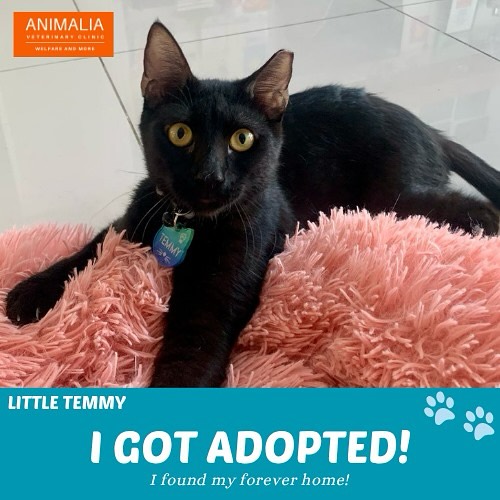 #animaliauae #uae #loveuae #cats #animals #animalwelfareinschools #communitycats #animalrescue #abudhabi #animalcare #vetclinic #veterinaryhospital #veterinaryclinic#mastersurgeon #surgery #adoptdontshop #catadoption #education #animaliapaws #animalwelfareabudhabi#animalwelfareeducation #youthprograms #sustainability #yearofcommunity #uae2025 @animaliauae