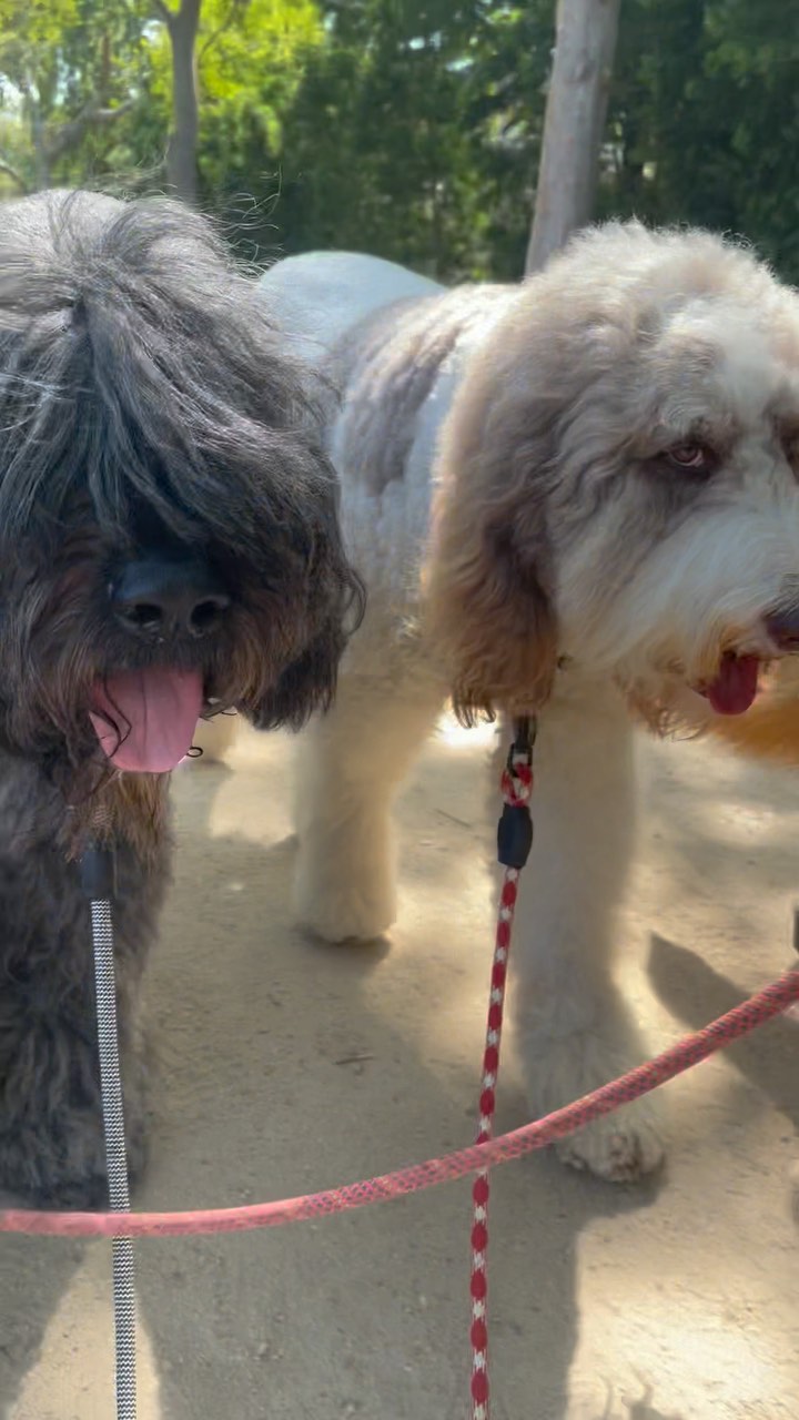 .
.
.
.
.
#packwalks #packwalk #dogwalker #dog #dogwalking #dogwalkerlife #dogwalkersofinstagram #dogwalkerslife #dogwalkers #dogs #doglover #hikingla #lahiking #hiking #dogsofinstagram