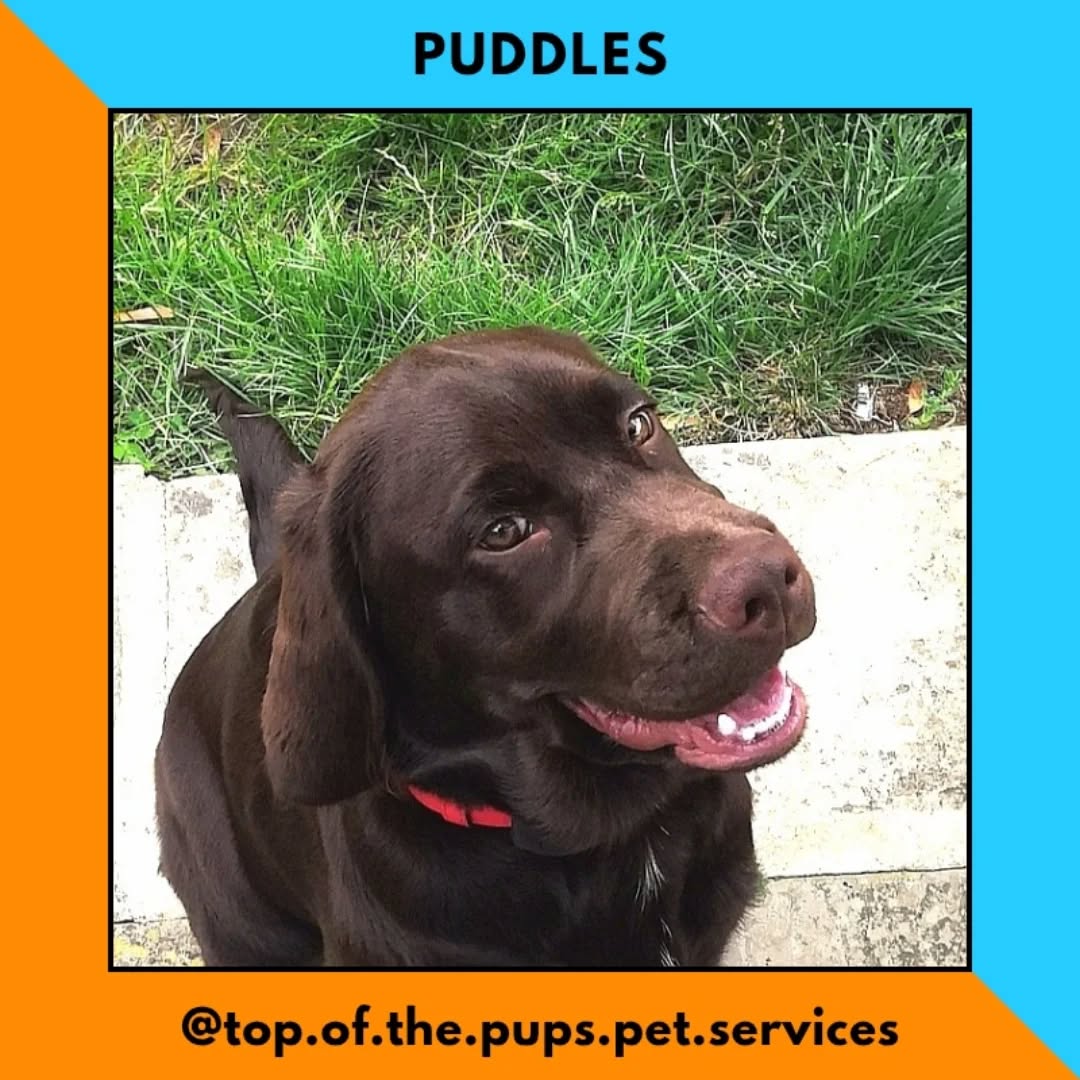 Last weekend this cheeky little monkey came to stay - I quickly nicknamed him The Chaos Gremlin 😂🙈🙊🙉 teeth were lost and patience was tested but we made through 🥴 (he's a good boy really 🐶)