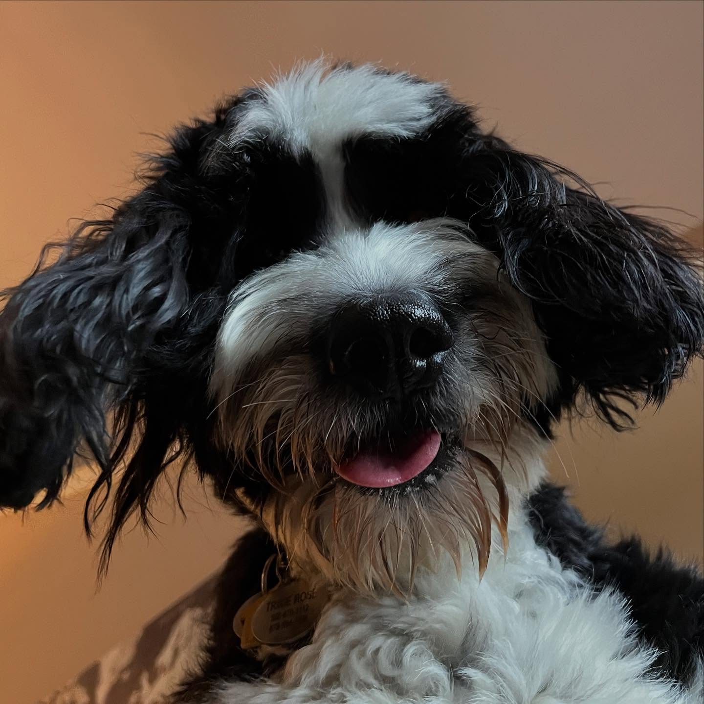 Sun’s out, tongues out! That’s Trixie Rose’s motto ! She’s a fluffy good girl who loves outside time and butt rubs.
The only time she will turn her boop up at a belly rub is when you’ve got a frozen peanut butter Kong. She is a snackie queen and those sad puppy dog eyes get her anything she wants…she’s one smart cookie!
See you next time, girlfriend! Love you!!!!!