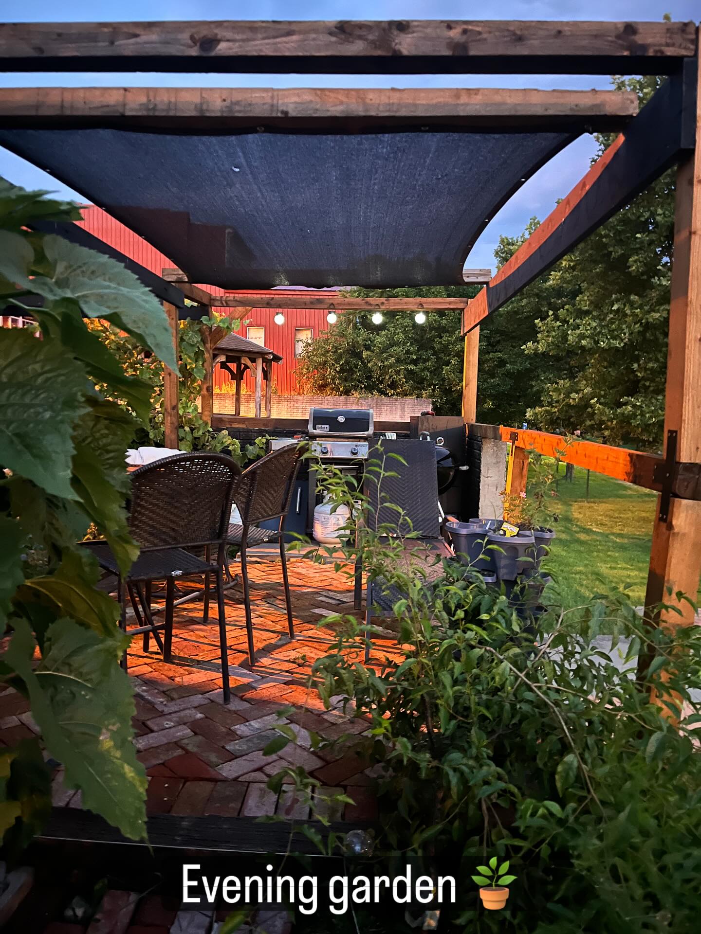 #garden #pergola #homeimprovement #gardening #sunflower #sunflowers #brick #weber #smoker #porch #patio #cooking #diy #diywithchelsea #plum #fruit #growyourownfruit