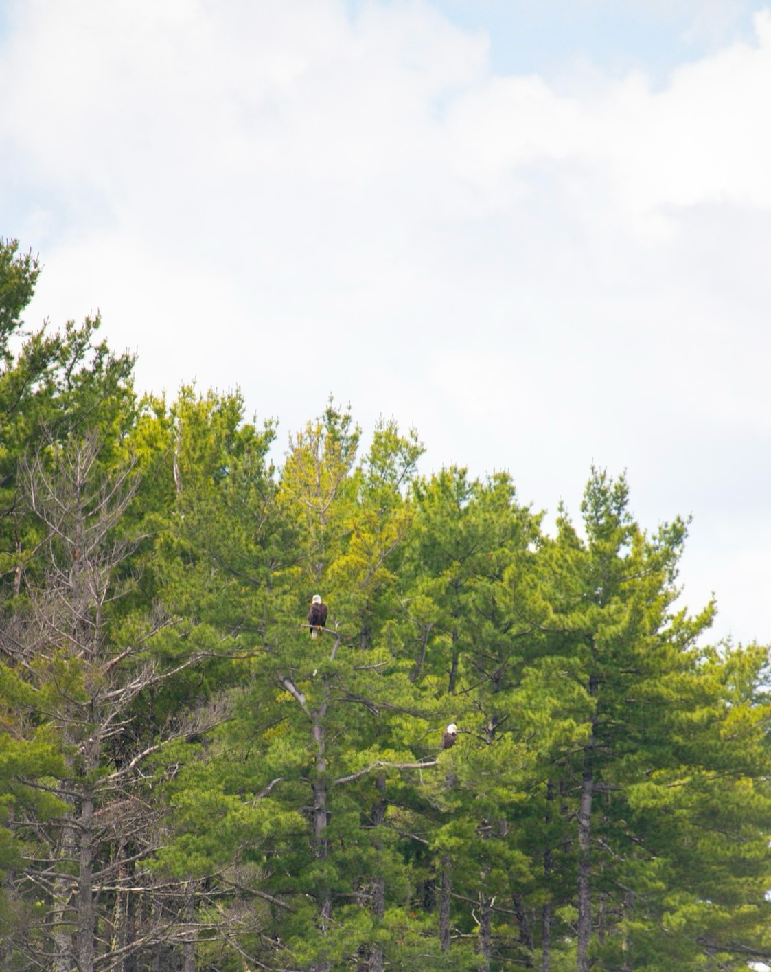 UPDATE: Ferry back up and running! 😄
Please be advised that our ferry service will not be operational until further notice due to significant damage to the boat! 🌊 This could be for a few days, or a few weeks, as damage assessment and repairs need to be made. We understand this may impact your plans to visit Beaubears Island, and we sincerely apologize for any inconvenience this may cause.
🌿 The mainland Interpretive Centre (35 St. Patrick’s Drive, Miramichi) remains open, and we encourage you to stop by to explore our engaging exhibits and learn about the rich history of the island while we work on a solution.
Our summer staff will soon be experimenting with some historical crafts, and their work will be on display at the Interpretive Centre, so make sure to stop in and check them out! 🧵
Thank you for your patience and continued support. We’ll provide updates as soon as they become available! 🦫