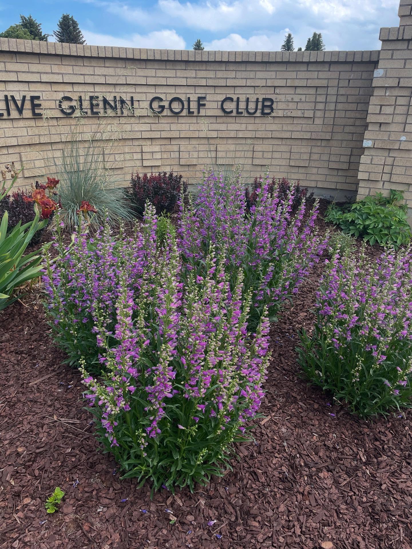 Some pics of penstemon-a must have native plant for your garden!