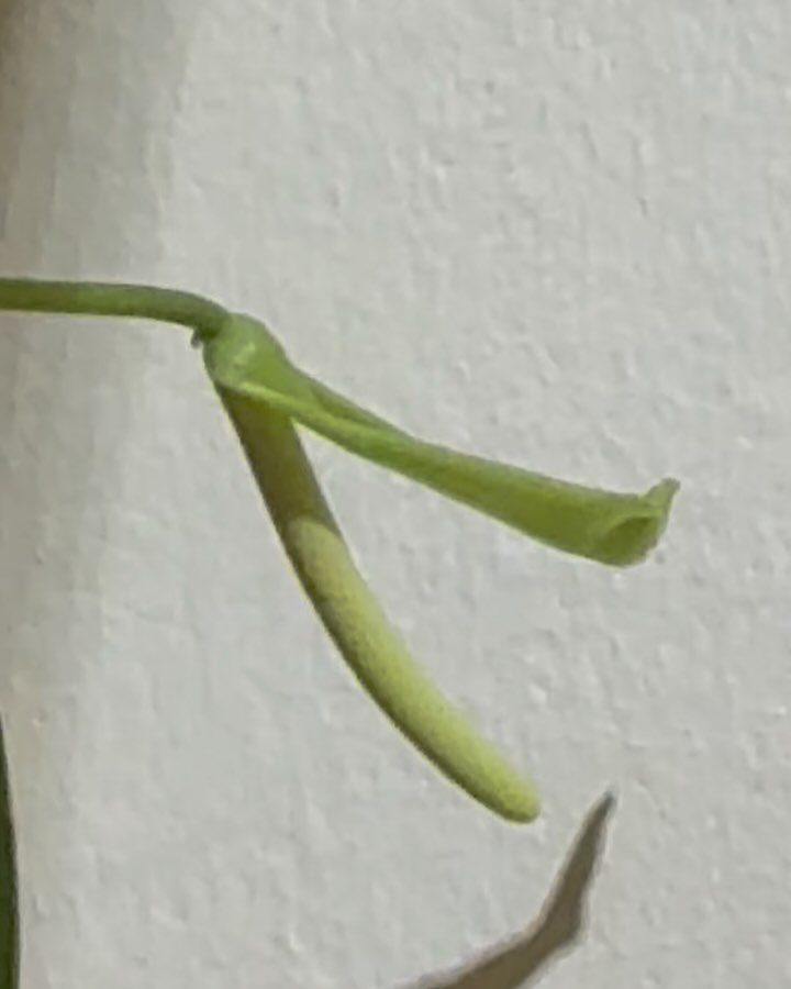 Anthurium pallidiflorum #plants