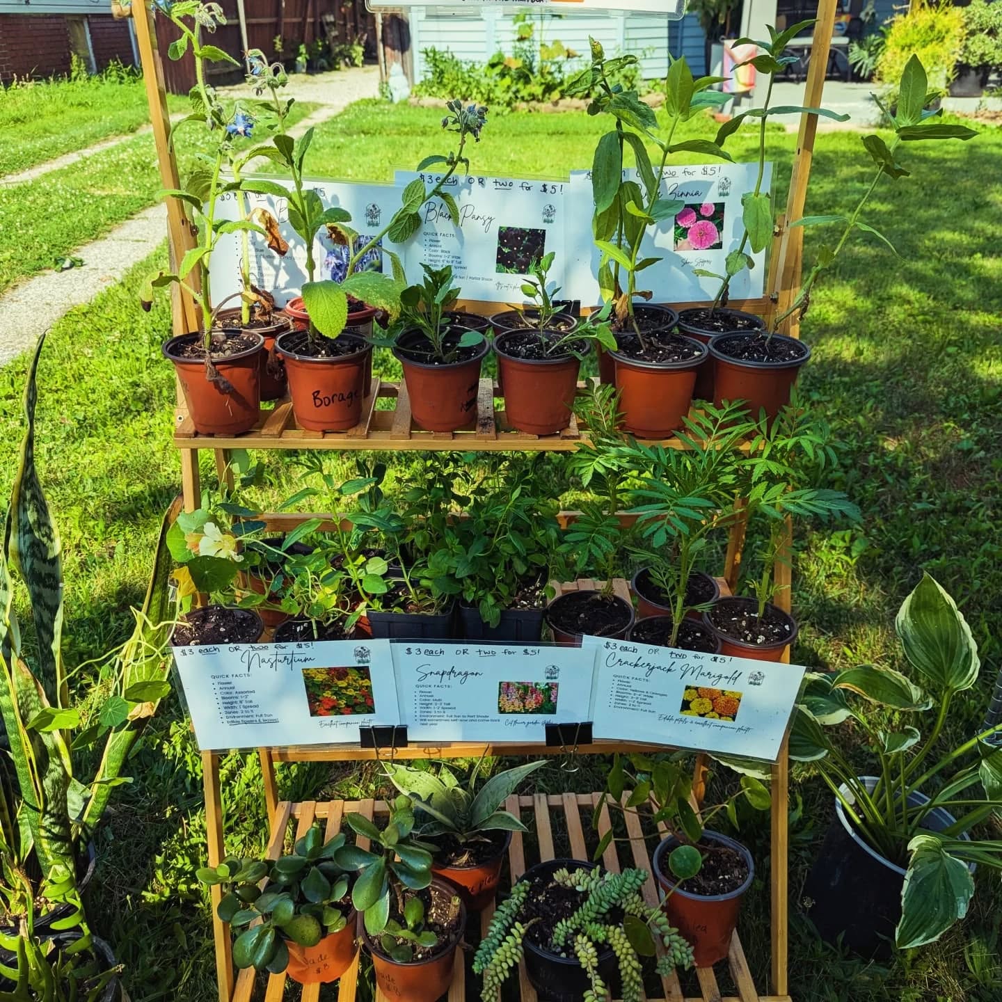 The self-serve plant stand is out today! The blooms are starting to pop off and it's so exciting!!
Three different colors of nasturtiums to choose from, beautiful blue borage, purple zinnia, and purple cone flowers available today. Along with a blooming variegated hosta!
Black pansies and rocket mix snap dragons should be blooming in the next couple weeks and stay blooming throughout summer!
Native perennials on the wire shelf, including swamp milkweeds!
You know the drill, Venmo, PayPal or old school cash in the mailbox.
Have a great Friday everyone!
#druidgreenhouse
#plantstand
#gardenersofcleveland #plantsale #natives #ohionativeplants