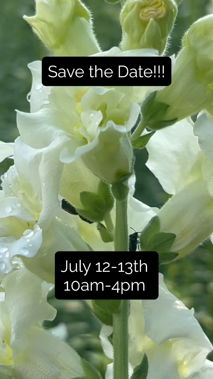 Save the date! Book a place to stay if you’re making a trek to get here! And come visit us. We’re going to be open to the public for the first time ever on July 12-13th from 10am-4pm as part of the Hampshire County Farm Crawl. We’ll have tours, arranging demos , a quilt display, working animals to meet, and activities for kids. So, mark your calendars and come see a piece of our story. ❤️❤️ #walkingwindfarmandflorist #clarkevafarmmkt #oldtownalexandriafarmersmarket #berryvilleva #eatlocofarmersmarket #clarkecountyva #oldtownalexandria #ashburnva #arlingtonva #buchananhall #buchananhallfarmersmarket #hampshirecountyfarmcrawl