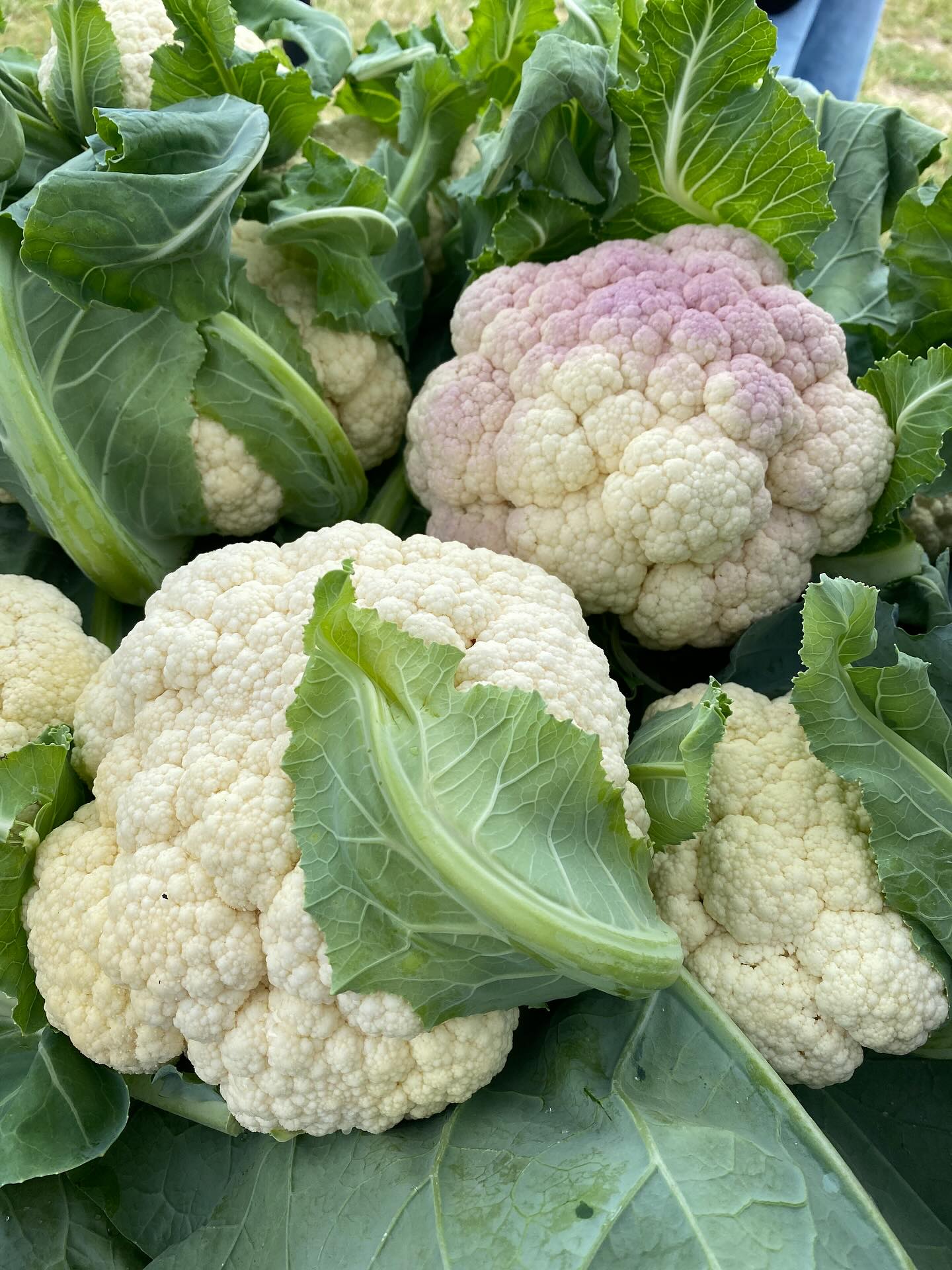 It’s a lovely summer weekend and we have lots of lovely summer produce. Come see us at both our markets.
Friday (now) @mounthoodfarmersmarket 2-7pm
Saturday @greshamfarmersmarket 8:30-2
#sliceofheavenfarm