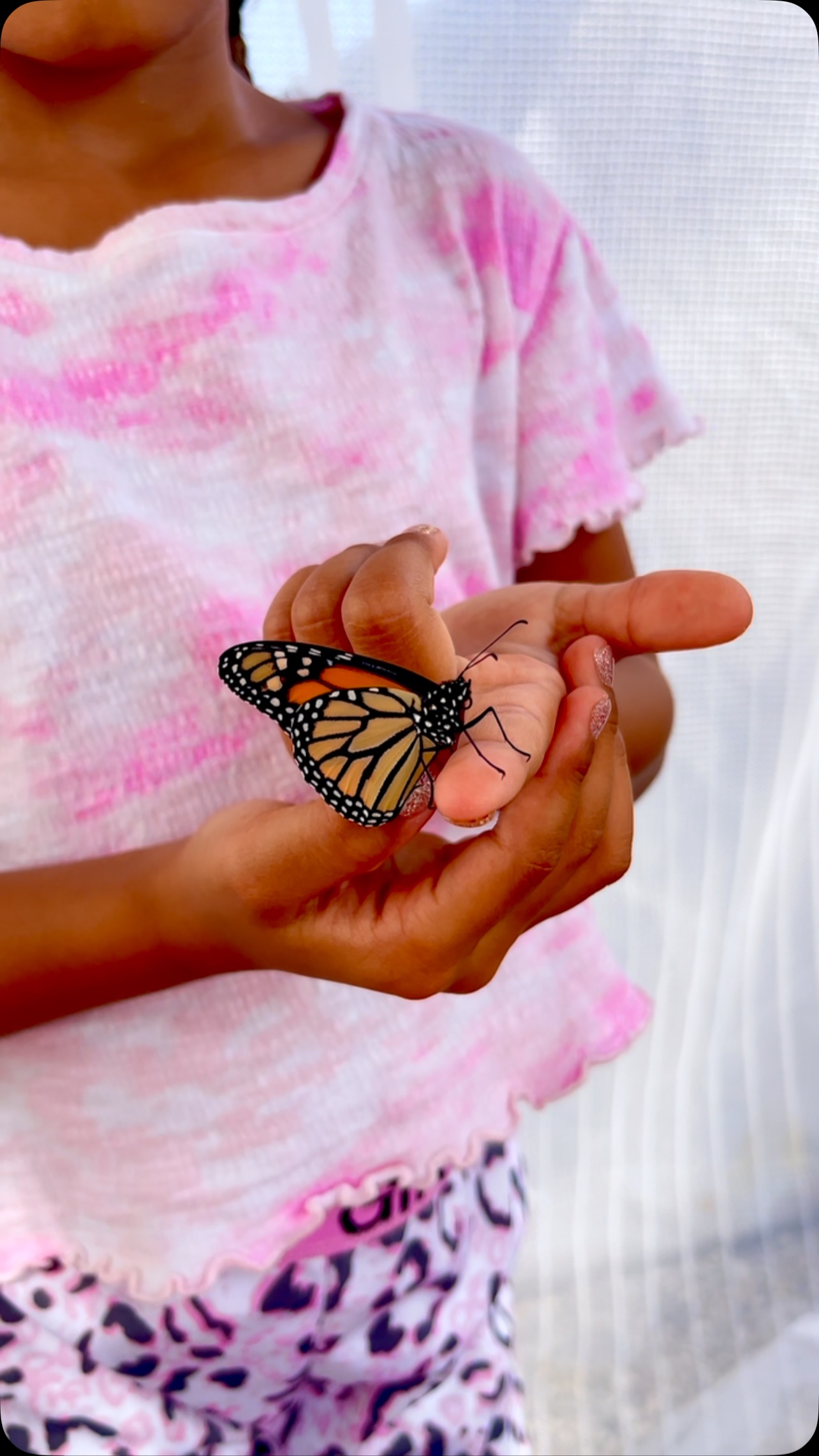Lula Mae gently holding our tiniest monarch butterfly â meet Frida đŚđ She may be small, but her wings are ready for big adventures. This sweet moment feels like pure magic. â¨đż
#MonarchButterfly #ButterflyWhisperer #Blackborg #ButterflyRelease #TinyWingsBigDreams #ButterflySanctuary #NatureWonder #BackyardButterflies #butterflysanctuary #pollinatorgarden #butterflylifecycle #naturelovers #handsonlearning