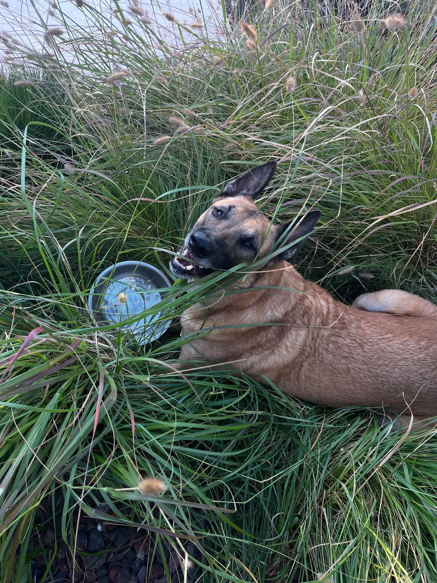 Oslo se cache parmi la verdure, serez-vous capable de le trouver ? 🕵️♀️😜🌿
________________________
Www.surixpets.com
#Malinois #petsitter #gardechien #chien #44 #nantes #fun #dogsitter