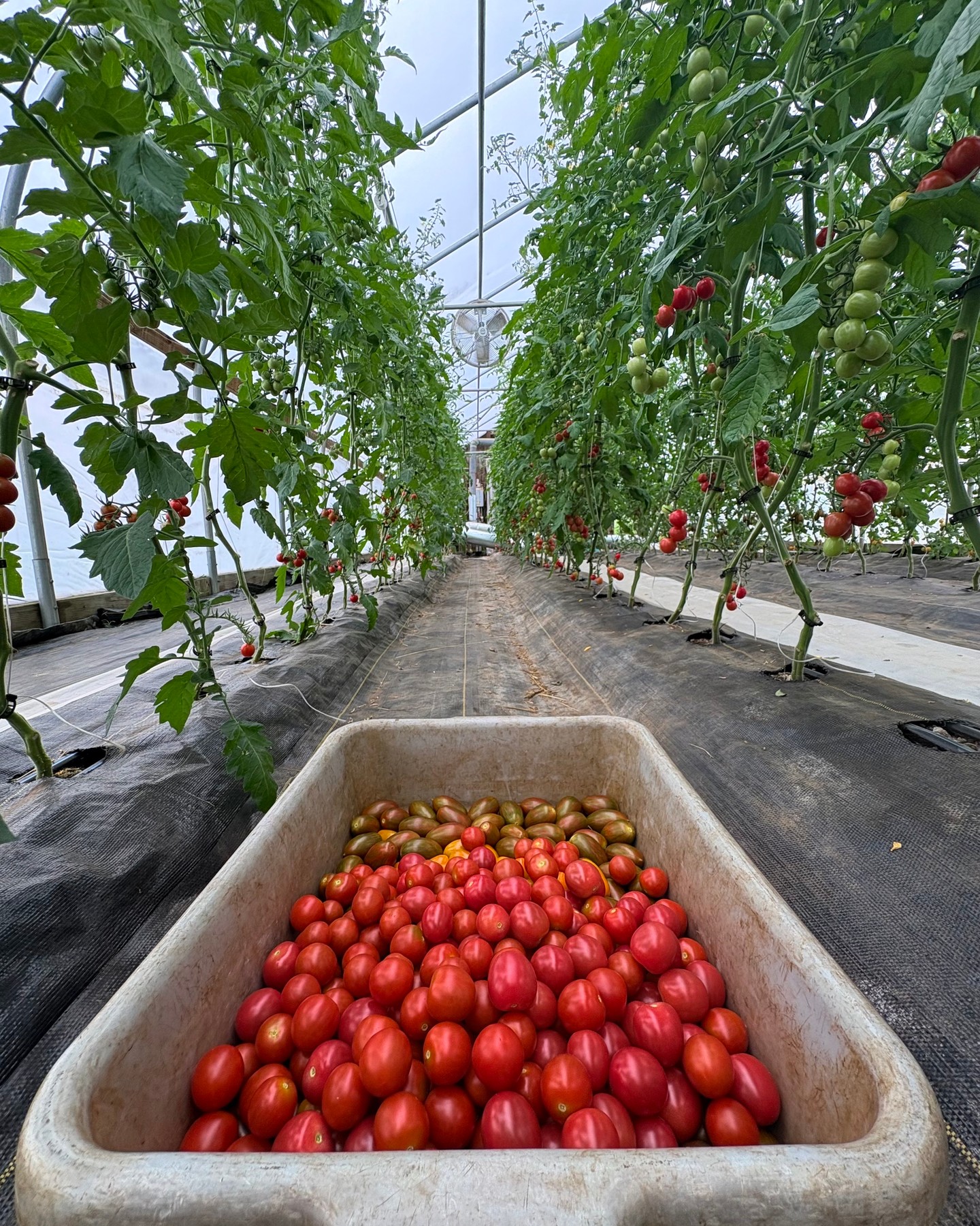 Farm Newsletter & Update
Holiday hours, updated harvest list. Link in BIO!