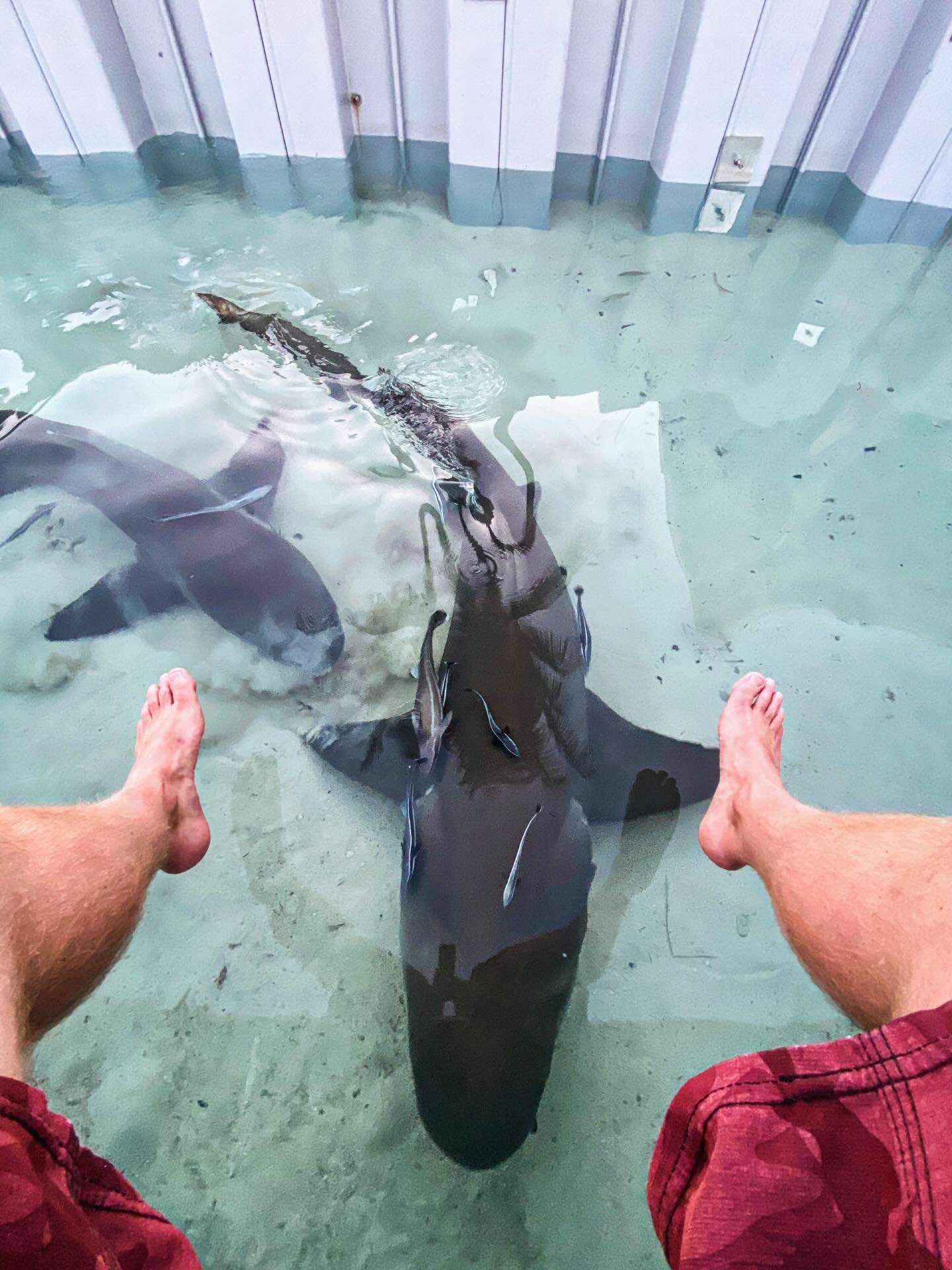 We love it when LIFE GIVES YOU LEMONS especially these big old girls - Amazing seeing what the baby lemons we see in the mangroves grow up into ! @biminisharkgirl @sharkeducation #shark #bimini #lemons #projectlemonaid #lemonsharks #sharks #wildlife #nature #wanderlust #explore