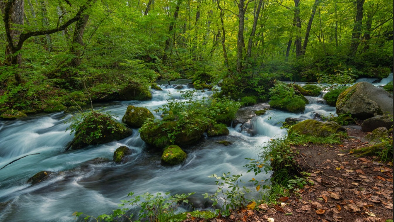 📍奥入瀬渓流 Oirase Gorge
.
Oirase Gorge in Aomori is one of Japan’s most picturesque river valleys, especially in June when vibrant fresh greenery and moss-covered stones line the crystal-clear stream. Stretching for about 14 kilometers, the trail features gentle waterfalls, lush forest paths, and soothing sounds of flowing water. It’s a perfect early summer escape for nature lovers seeking tranquility and scenic beauty.
.
.
.
位於青森縣的奧入瀨溪流,是日本最迷人的溪谷之一。六月的新綠與覆滿苔蘚的岩石交織出一幅清新自然的畫面。全長約14公里的步道沿著清澈溪流延展,沿途有潺潺瀑布與茂密森林,漫步其中可盡情感受大自然的靜謐與療癒。是初夏時節遠離塵囂、擁抱自然的理想選擇。
.
.
.
.
#japanguide #triptojapan #travelinjapan #visitjapanjp #visitmyjapan #jntosg #beautifulJapan #japanrevealed #travelgraphy #travelgram #traveling #trending #japanese #instagram #osaka #visitjapanUS #visitjapanCA #TravelJapan #JapanTrip #ExploreJapan #aomori #奥入瀬渓流