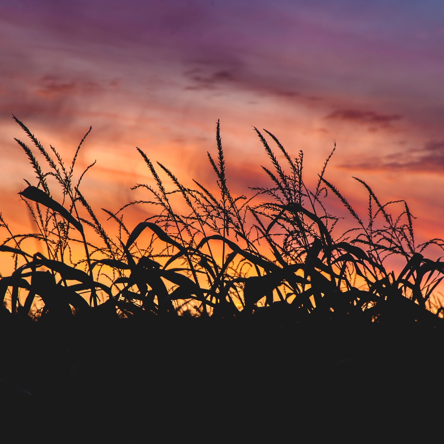 Seeking volunteers for a research study on experiences of racialized minorities in the rural Rust Belt
Looking for participants for virtual or in-person interviews (approximately 30 min-1 hour).
Purpose: The purpose of this study is to understand the experiences of racialized minorities in the rural Rust Belt. Interviews will be about your experiences living or having lived in the rural Rust Belt.
Participants: Looking for people who 1) self-identify as a racialized minority, 2) live (or have lived) in Ohio, northern Indiana, eastern Pennsylvania, southern Michigan, northwestern New York 3) live or work in a rural area (not a city).
Compensation: The first 35 participants will be compensated with a $75 gift card. You can decide to stop participation at any time.
IRB Details:
· Investigator: Christabel Devadoss
· Protocol ID: 21-2089 7v Approval: 01/20/2021
Contact Details: christabel.devadoss@mtsu.edu or christabel.devadoss@proton.me