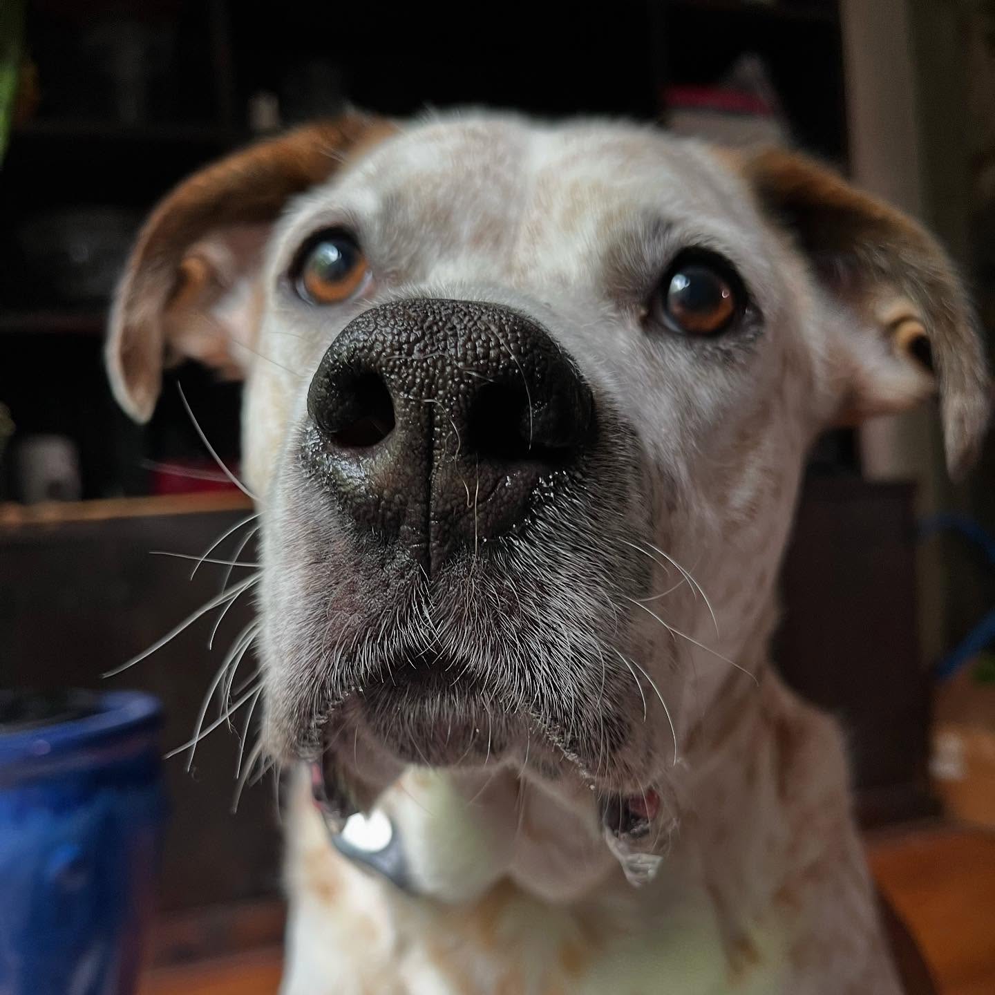 Dillion & Madison have some big barks and even bigger smooches! Dillion will literally bring you close to death with how much kissing he wants to do on your face and up your nose.
Madison took her time to get to know me - maybe about 10 minutes longer than Dillion and we were off to the races!
We ate way too many snacks (but I think they deserved them!) and we watched movies and snuggled like crazy.
We became the besties bunch and I love that for us! See you next time, besties!