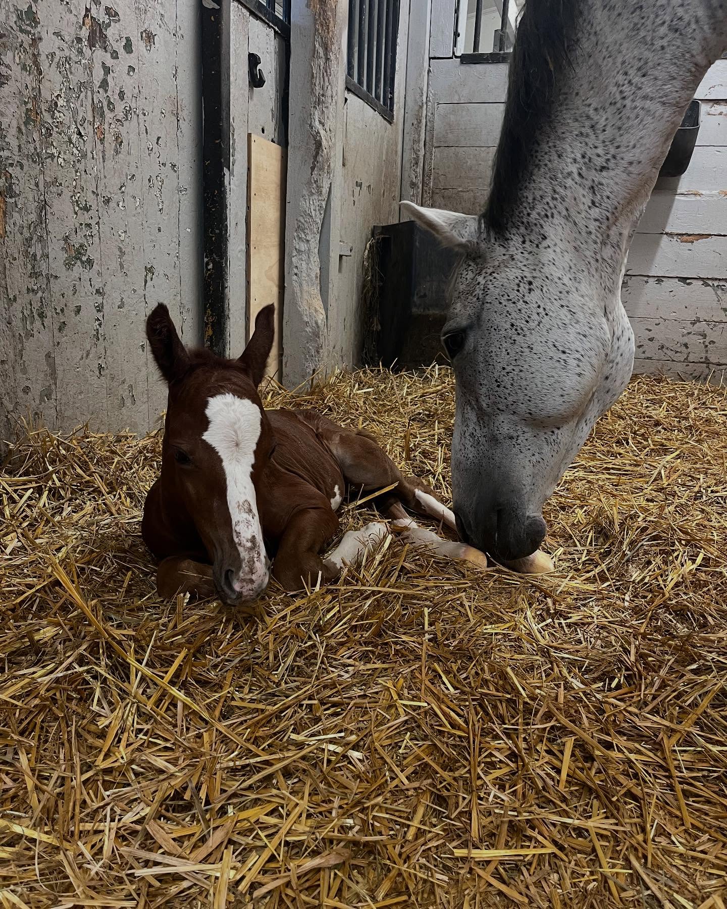 Nu är han här och han är alldeles perfekt 🤩 ♥️
Misty är en så fin mamma och gör ett perfekt jobb 🥰
