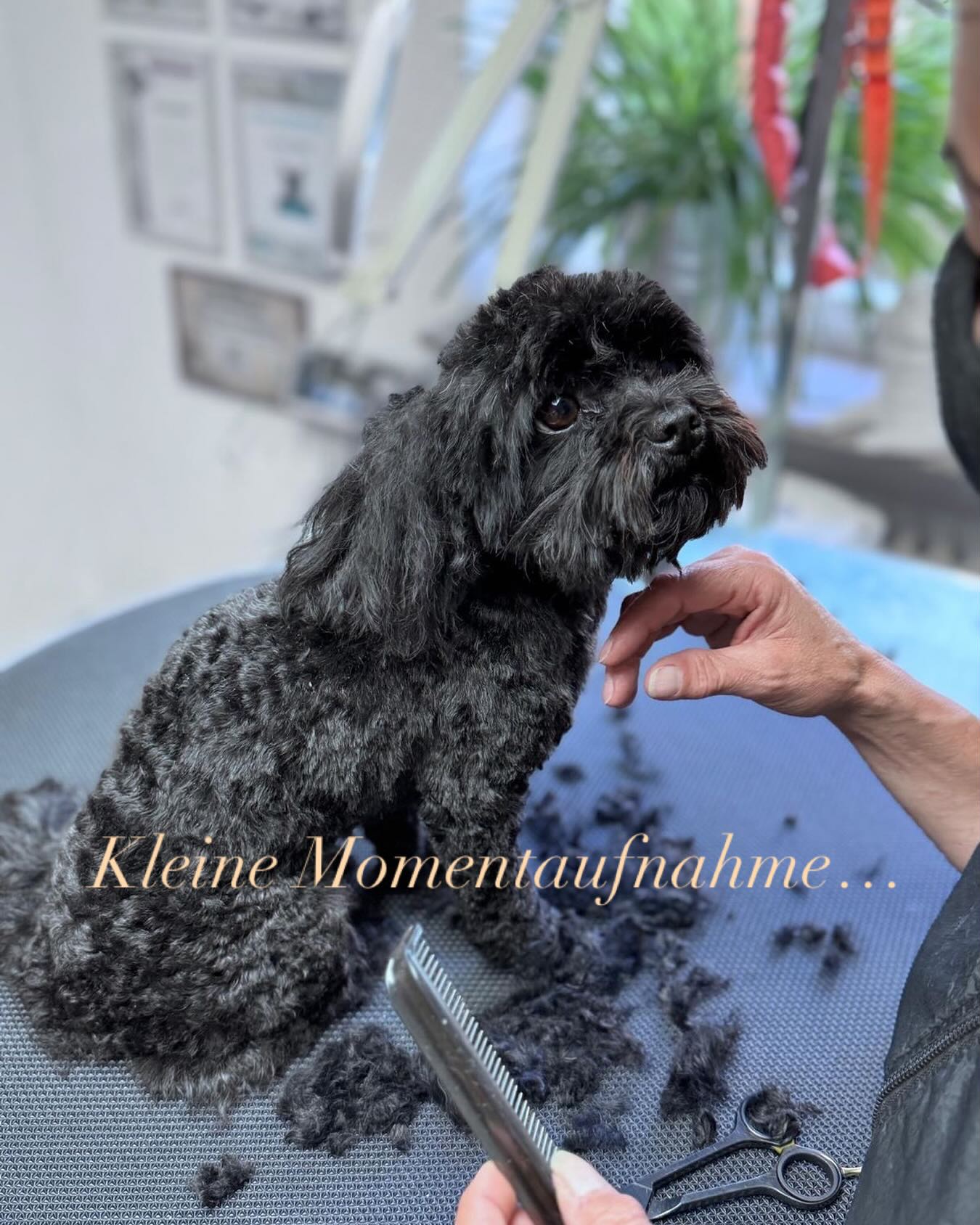 Wenn sich Arbeit nicht nach Arbeit anfühlt 😍…
#ichliebewasichtue #ichliebemeinenjob❤️ #iloveit #hundepflege #fellblickschopfloch #zuckersüß