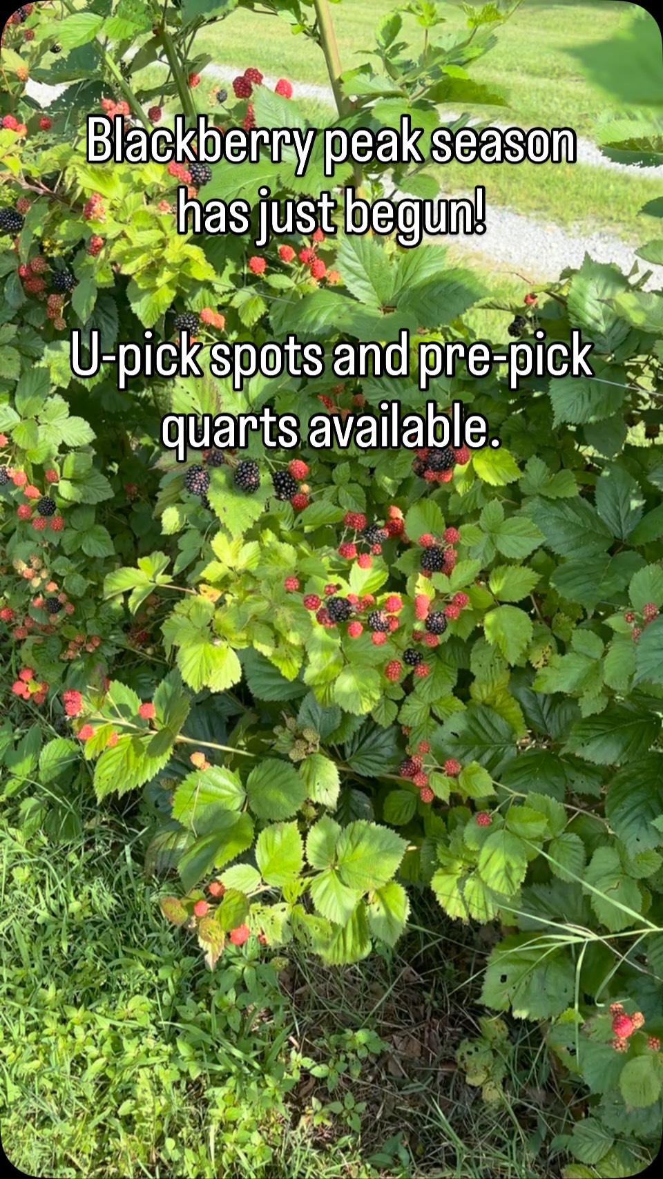 The blackberries are here!