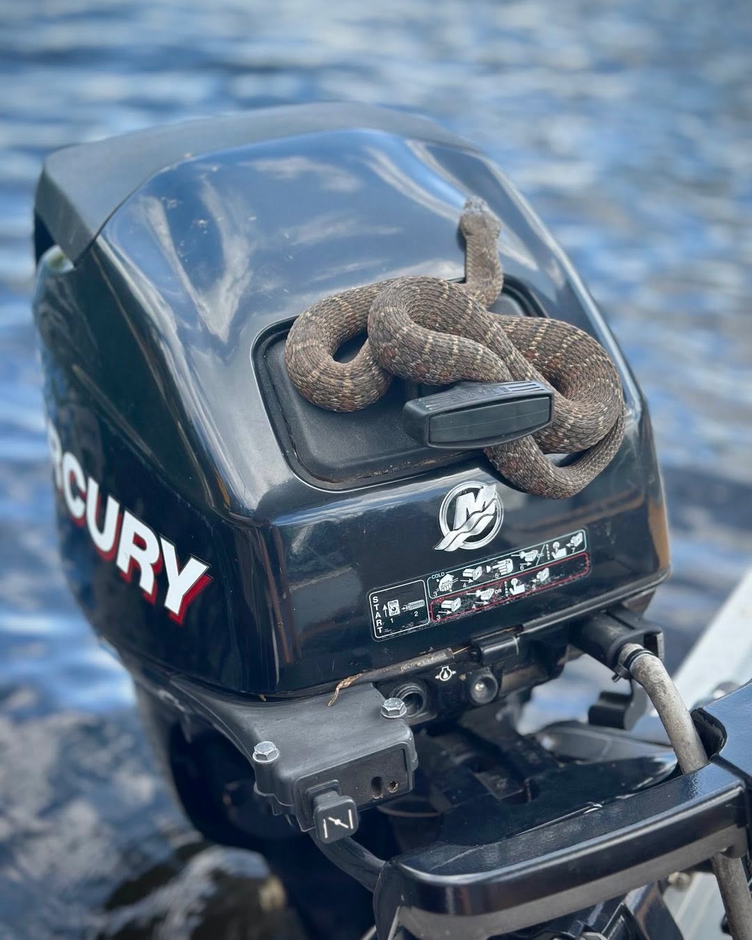 New security system at The White Pines:
Meet Sir Hissalot, our emotional support water snake.
He’s very friendly.
Unless you’re touching the outboard… then he’s suddenly got trust issues