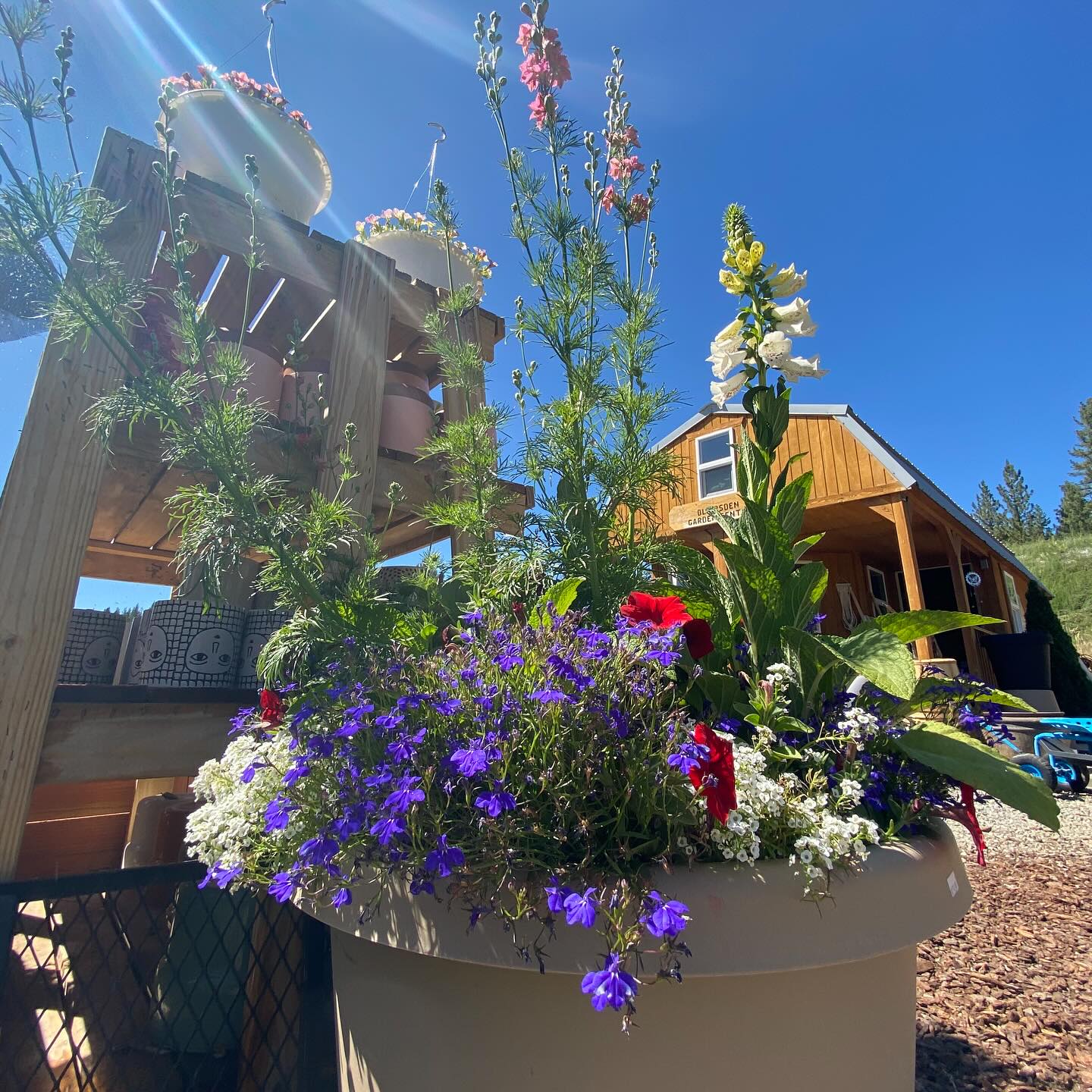 Getting ready for 4th of July celebrations? 🎆
Fresh flowers delivered today in patio containers, 6packs, and quart sizes. A perfect pop of color added to your holiday festivities!
Open: Thursday-Monday // 9am-4pm