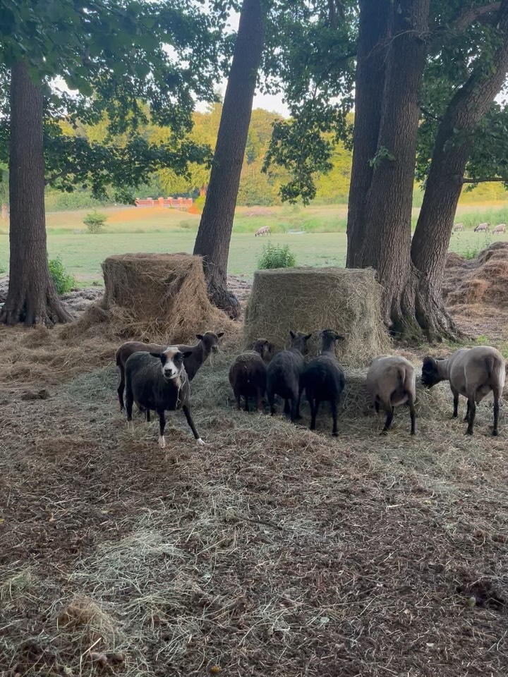 DONATION APPEAL FOR HAY ๐พ
Due to the ongoing drought, our fields are completely barren โ thereโs no grass left for our sheep to graze. Weโre currently relying entirely on hay to keep them fed and healthy.
Weโre going through 2 bales of hay every single day, and each bale costs ยฃ5. A round bale costs ยฃ40. With over 50 hungry mouths to feed, the costs quickly add up.
WAYS TO DONATE:
๐ Use the donate button on this post
๐ Via PayPal โ link in our bio
๐ Bank Transfer:
Hooves and Tails
The Co-operative Bank
Sort code: 08-92-99
Account number: 67320862
If youโre able to support us, even a small donation goes a long way towards keeping the flock safe and well-fed ๐๐
.
.
.
.
.
#sheepsanctuary #hayappeal #ukdrought #hoovesandtails #rescuesheep #vegansanctuary #donatehay #sheepofinstagram #sanctuarylife #supportanimals #helpushelpanimals #hayfundraiser #droughtcrisis #sheepsanctuary #rescuesheep #sheeple #sheepies #sheeplove #goatlove #donate #share #supportoursanctuary #vegansanctuary