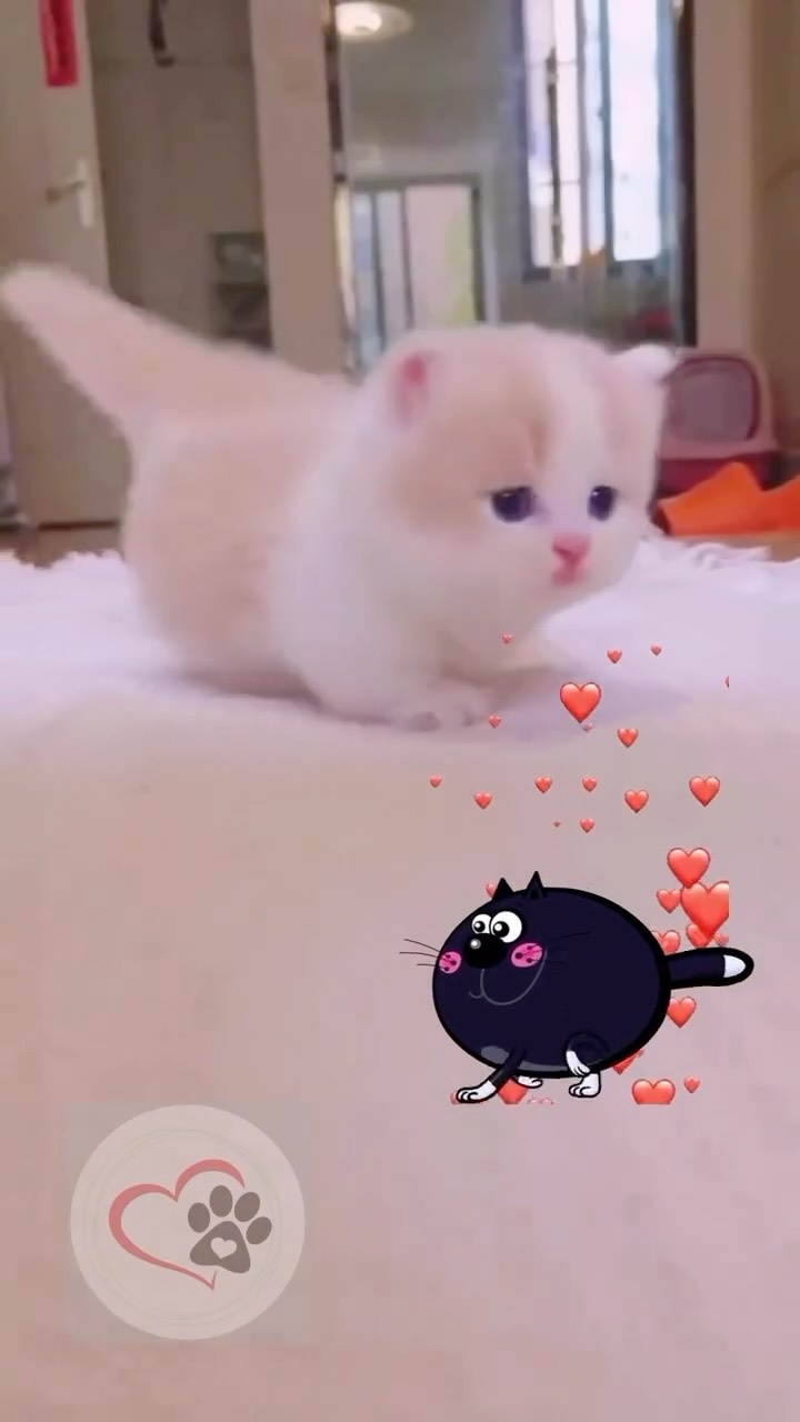 Miiiiiiuuu Pets Fofos 😍🥰
#dogs #dog #cute #cat #cats #loveonpaws #catlover #catvideos #catlovers #catshorts #funny #funnyvideo #funnyshorts #funnyvideos #funnycat #cutecat #fyp #fypシ
#animais #cão #resgateanimais