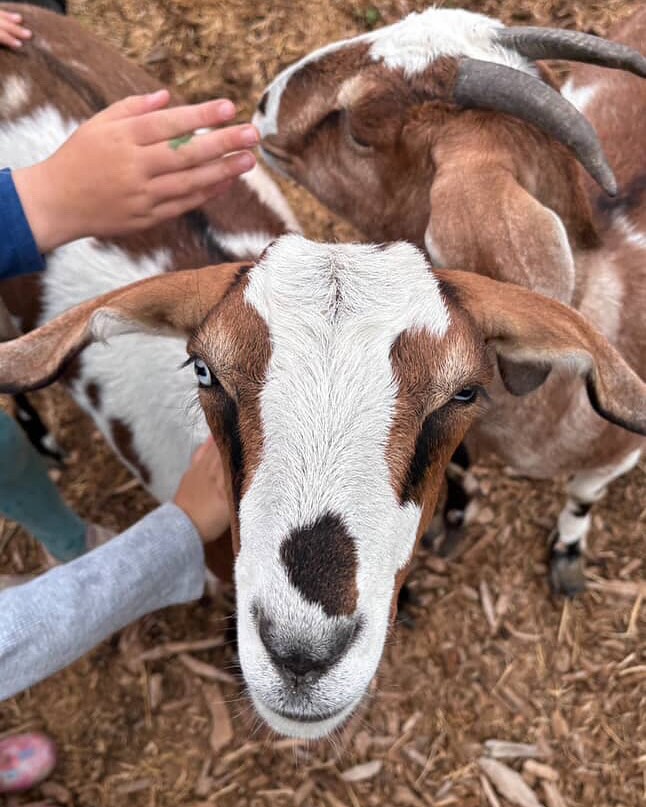 We love all of our amazing animals here at the Colorado Mountain Ranch! The campers love them even more! #horses #summercamp #coloradomountainranch #horsecamp