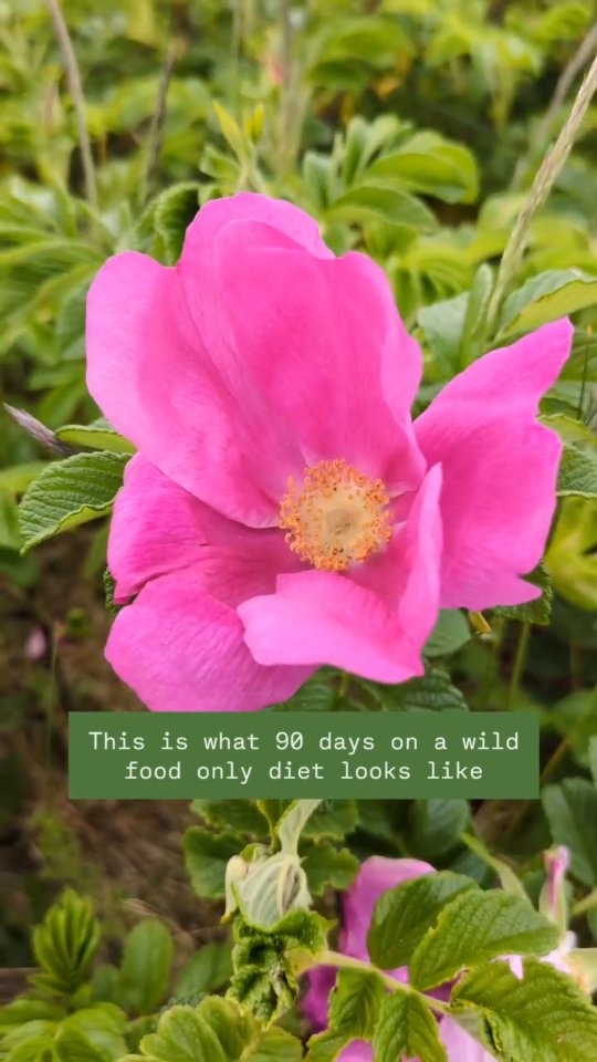 AAAAHHHH I've done it! 90 days of eating only wild foods (except for honey and eggs) 🌿💚🙌
I can't quite believe it. I don't know what to do. My tests are complete but I haven't eaten or drank anything "normal" yet. Lots to think about. I'll post more on the subject soon. Until then I want to say a massive thank you to @monicawilde for the opportunity, to my fellow biomers for the (absolutely integral) community, to all the people that have helped me and gifted me things and also to my family who have had to deal with this epic journey.
With love and winkles 💕🌿
Here are some of the amazing folk
@carawayandsorrel @missriamakes @mara_ocean_adventures @mike.leathley @cooke5946 @paulcooke60 @appelgretchen @thelittleforagerskitchen @pickleandbrew @eduliswildfood @foragingforages @hanrahannish @edible.leeds @wildpicklefermentfestival @emilycalendra @katiecooke22 @thepierhousehotel @mycosiauk @joyfuloutdoors @forestherapies @heatheryheights @charlotteflowerchocolates @thehitchinforager @livinglarders
If I have forgotten you I apologise and appreciate you.
