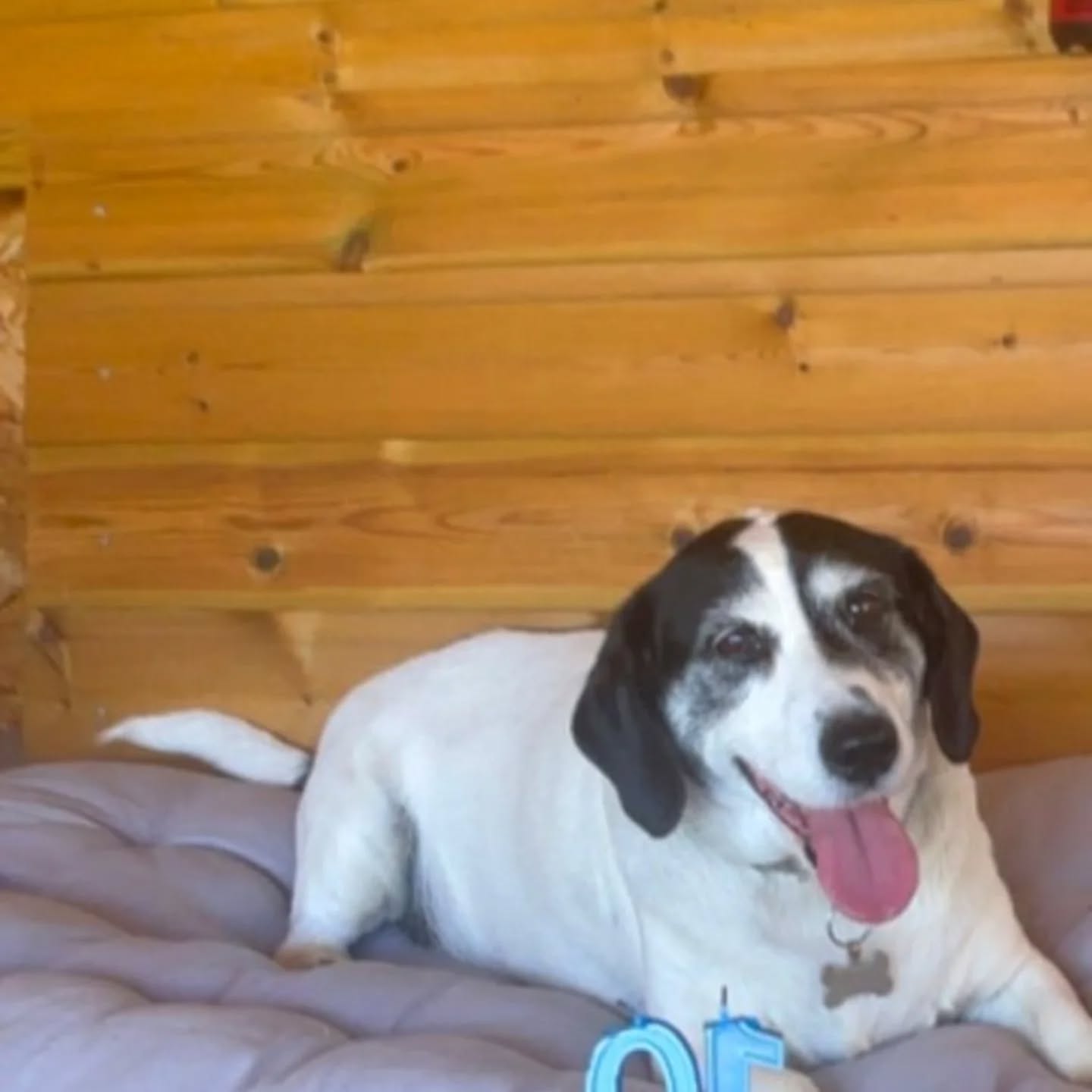 Thank you for another amazing day at The Studio!
Stanley is celebrating his 10th Birthday, he is really enjoyed his retirement.
Have a lovely weekend and see you on our Wednesday Night LIVE @ 6.30pm. ๐พ๐