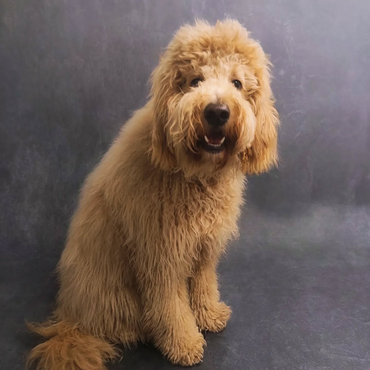Von hangover zu Business 👔✂️
#hundefriseur #doggroomer #glowup #makeover #dogglowup #dogmakeover #goldendoodle #doodle