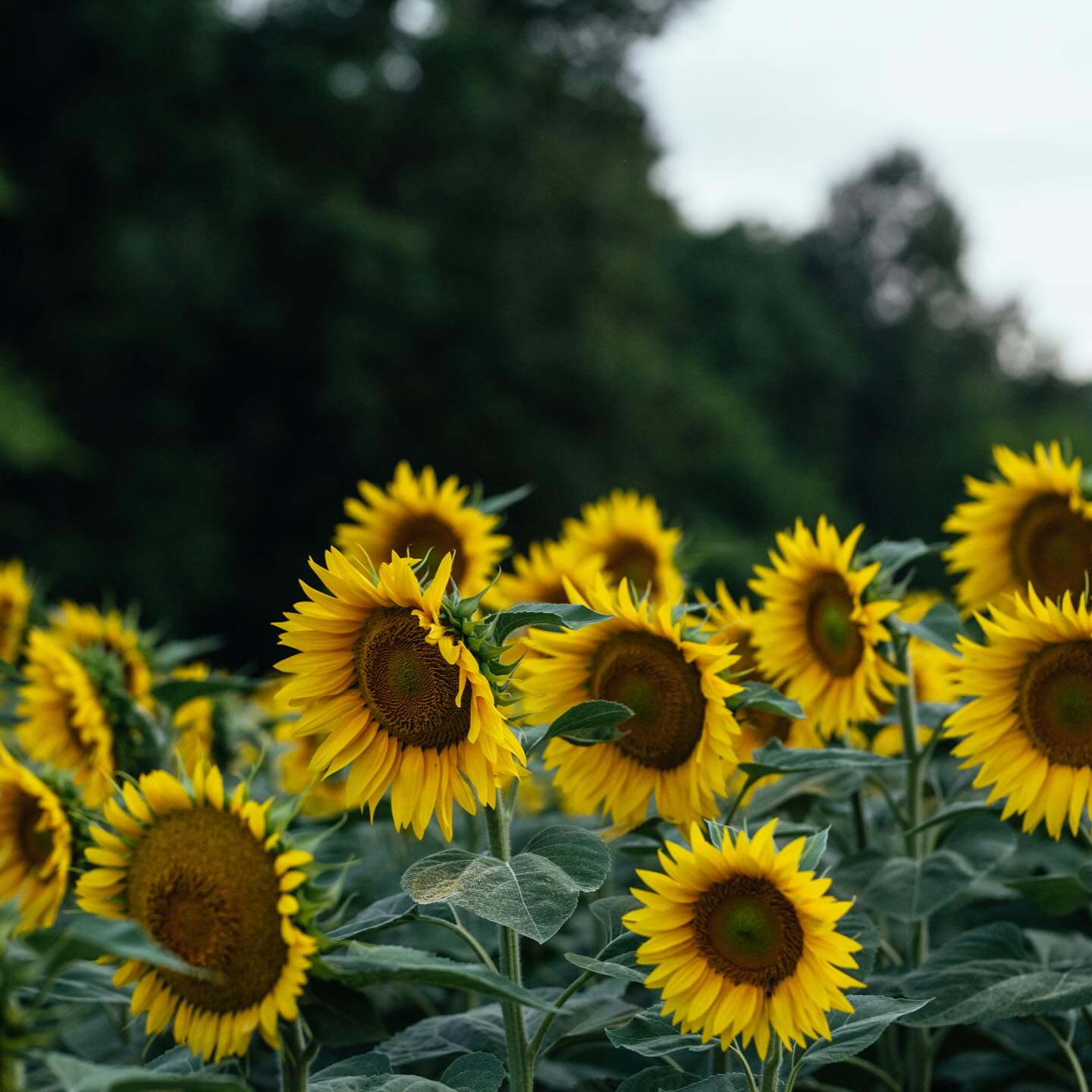 Summer sign 🌻
•⠀⠀⠀⠀⠀⠀⠀⠀⠀
•
•
•⠀⠀⠀⠀⠀⠀⠀⠀
#italy #italien #inspiration #asti #piemonte #piedmont #castellodivaglio #sunshine #sunflower #flower #sunday