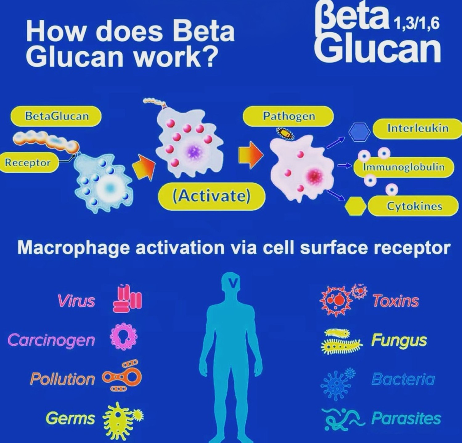 How does beta glucan work? #foodybio #yeast #yeastbetaglucan #betaglucan