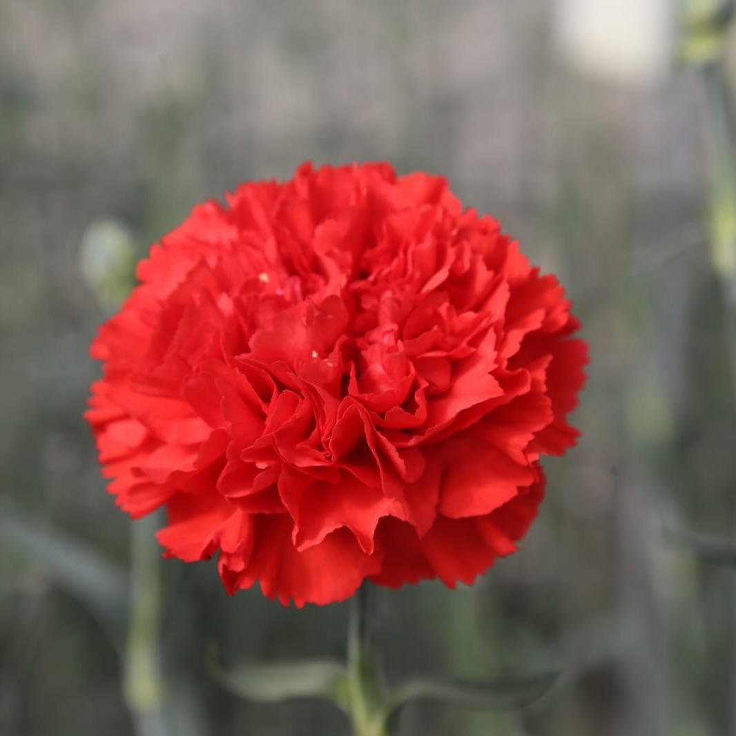 Standard varieties - Empire