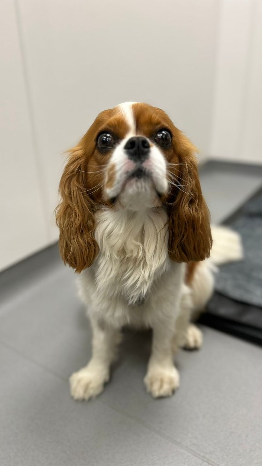Come with Bentley for his grass seed removal 🌾🐾
#thewoodbridgevets #independentpractice #veterinarymedicine #veterinarypractice #veterinarycare #veterinaryteam #summer #grassseedseason #vetnurse #cavalierkingcharlesspaniel #animalcare #dogs #pets