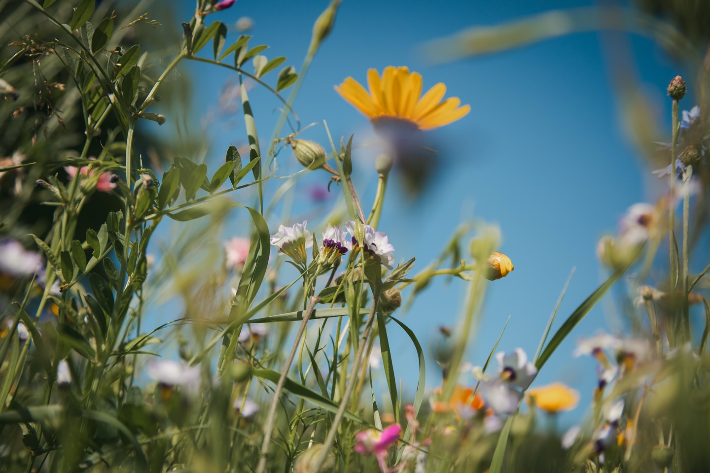 Impressionen vom Golfplatz.
#golf #vechta #golfplatz #golfimnorden #golfphotography #golflife #golfdeutschland #golfcourse #golfclub #oldenburgermünsterland #natur #blumen