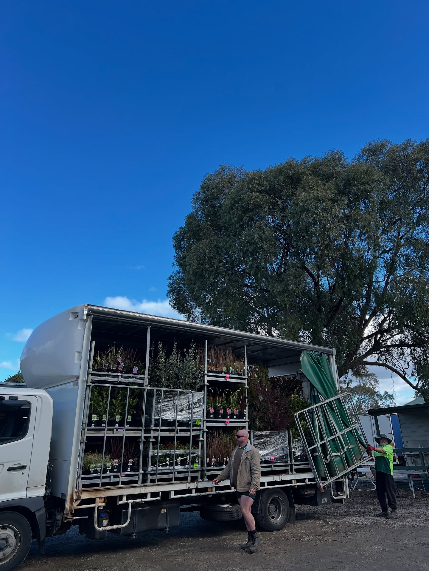 That’s a full truck baby!!! Loads of plants going out on this glorious Monday. We’re sending stock to 👇
🌿 Wholesale Plants & Products in SA
💚 Plantmark Thomastown VIC
🍃 Bunnings VIC stores
🌸 Dinsan VIC
Thank you to all our wholesale customers for keeping us busy this winter ☺️
.
.
.
.
#wholesaleplantnursery #morningtonpeninsulanursery #wholesaleplants #plantsuppliers #australianlandscaping